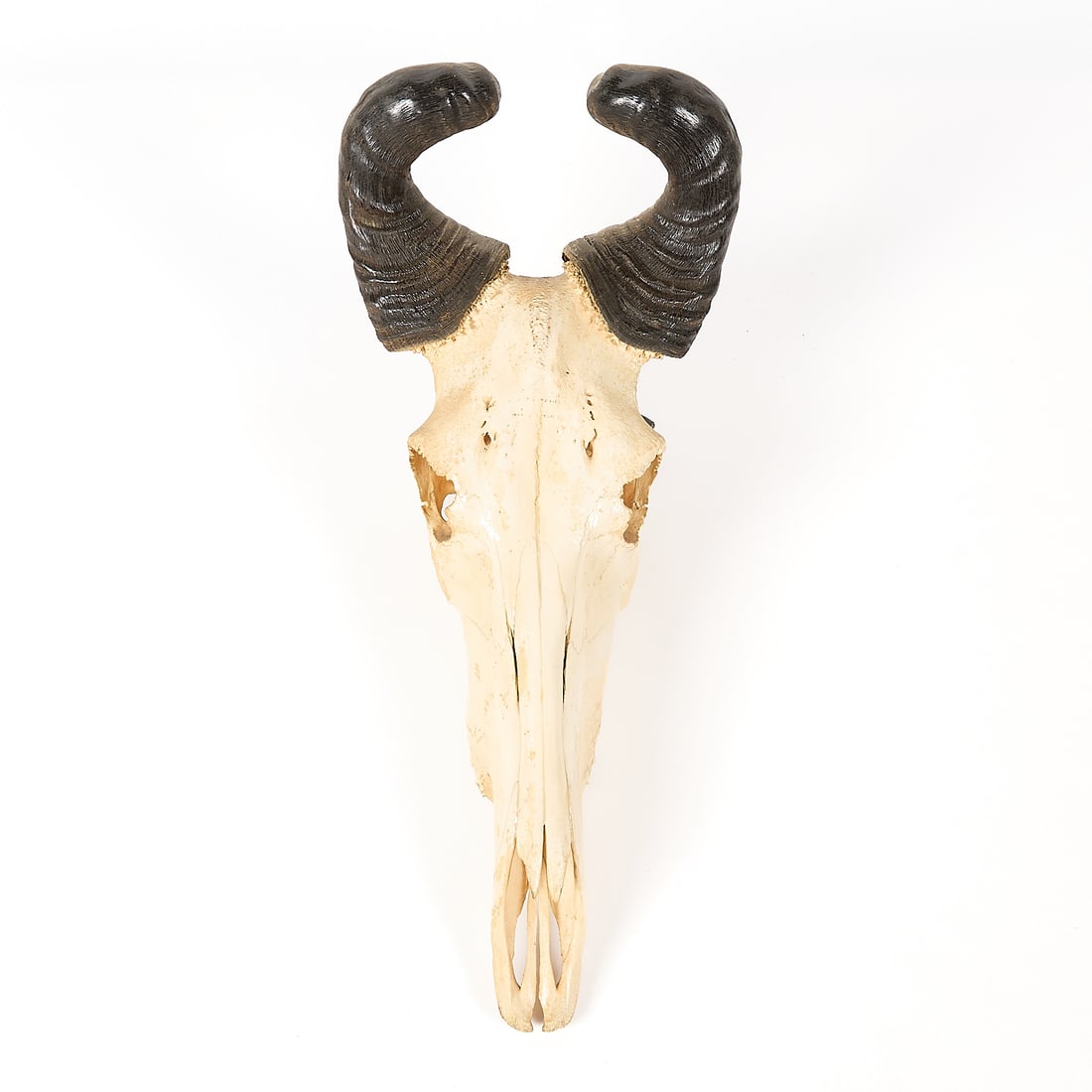 Hartebeest Skull & Horns - 2