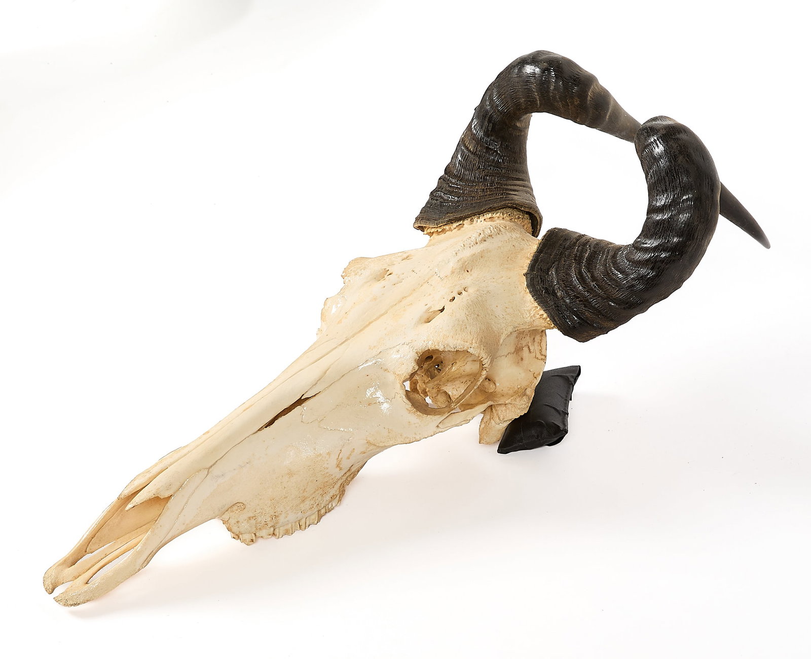 Hartebeest Skull & Horns - 3