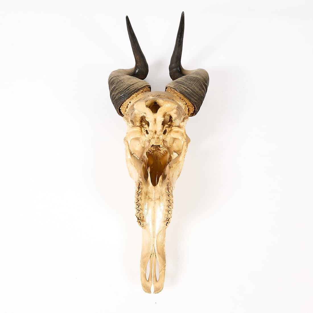 Hartebeest Skull & Horns - 4