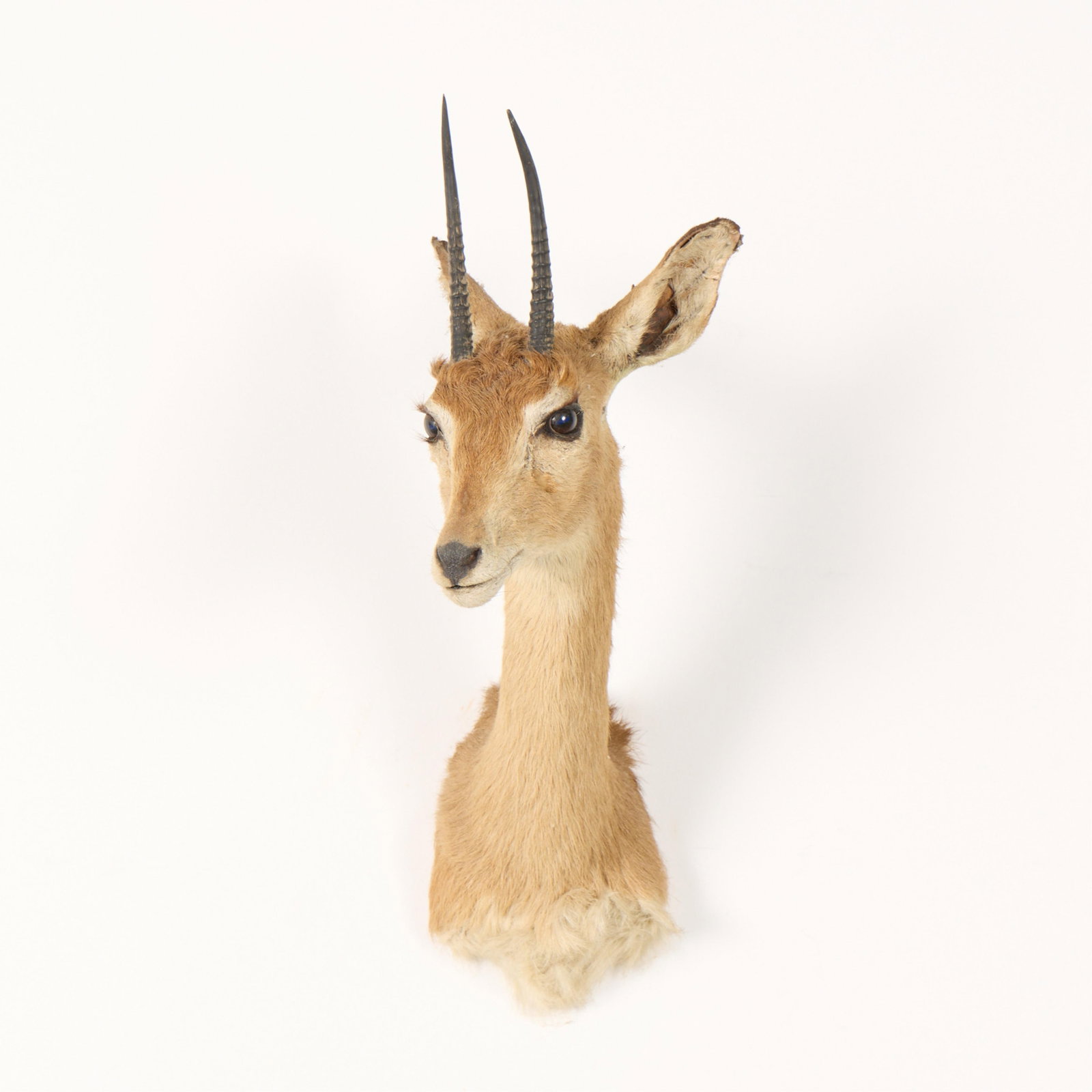 Oribi Taxidermy Shoulder Mount - 2