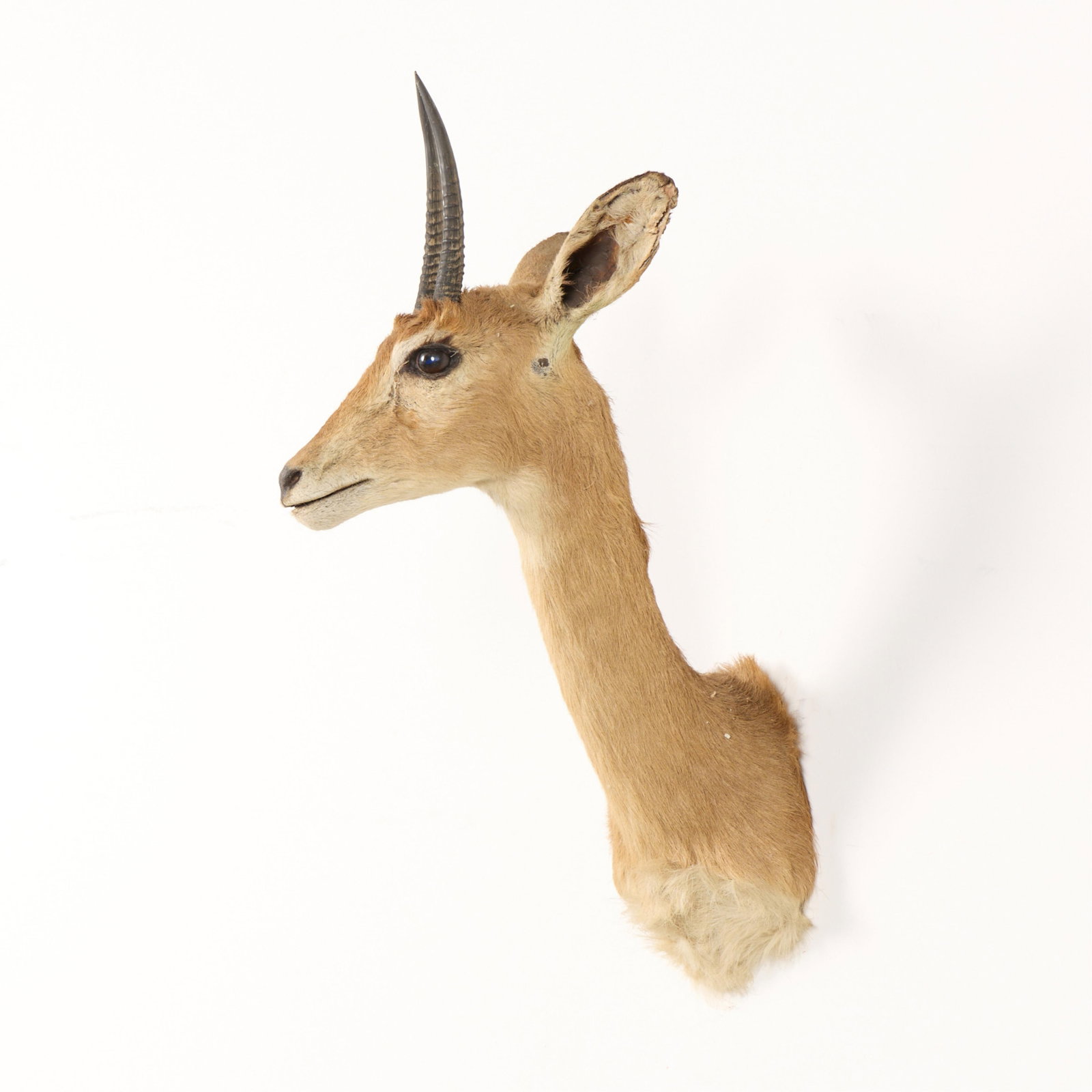 Oribi Taxidermy Shoulder Mount - 3