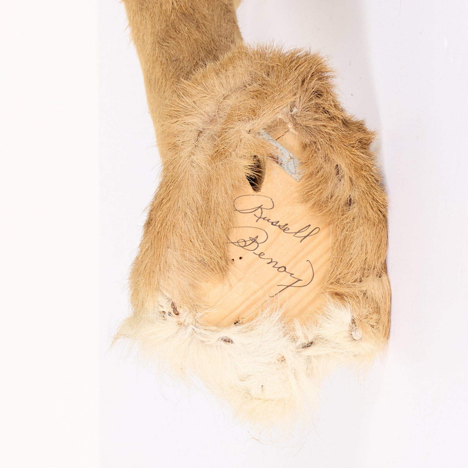 Oribi Taxidermy Shoulder Mount - 4