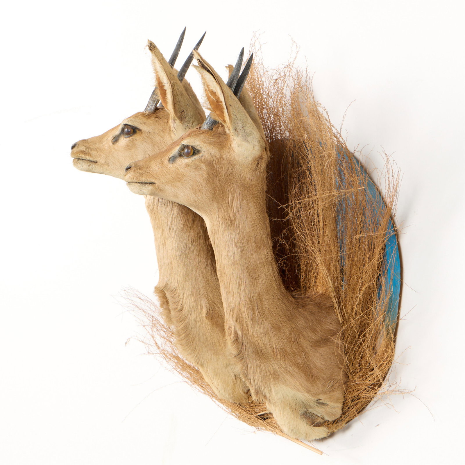 2 Steenbock Shoulder Mount Taxidermy - 2