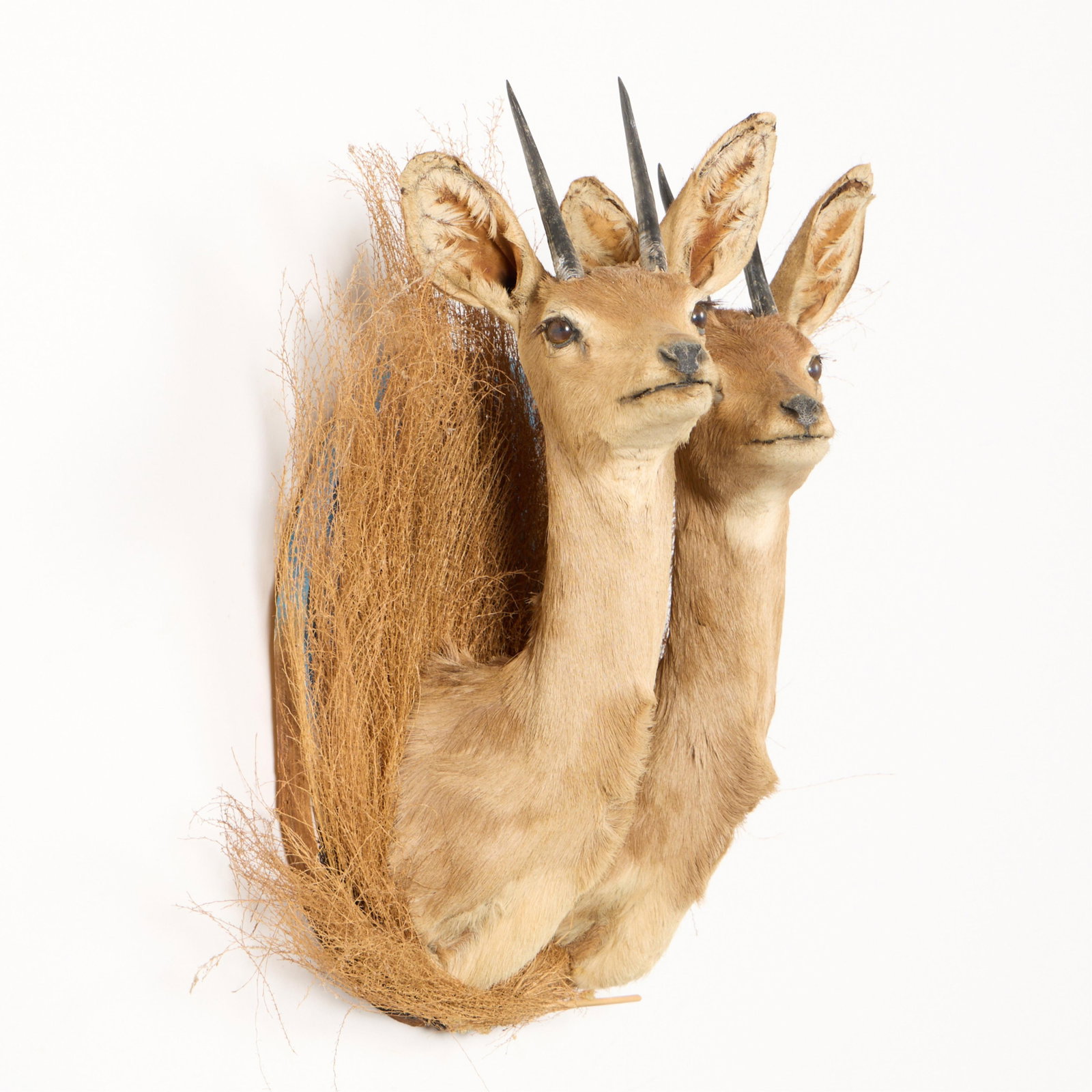 2 Steenbock Shoulder Mount Taxidermy - 3