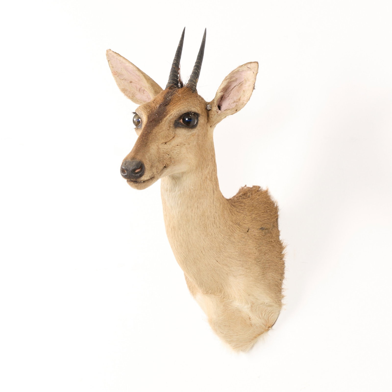 African Common Duiker Taxidermy Shoulder Mount (1 of 4)
