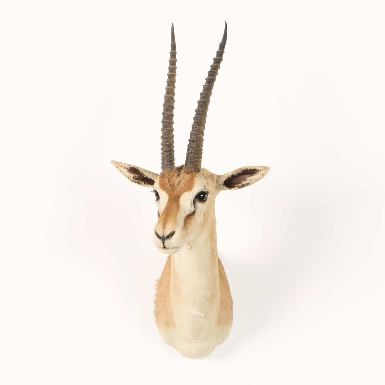 Thomson's Gazelle Shoulder Mount Taxidermy (1 of 5)