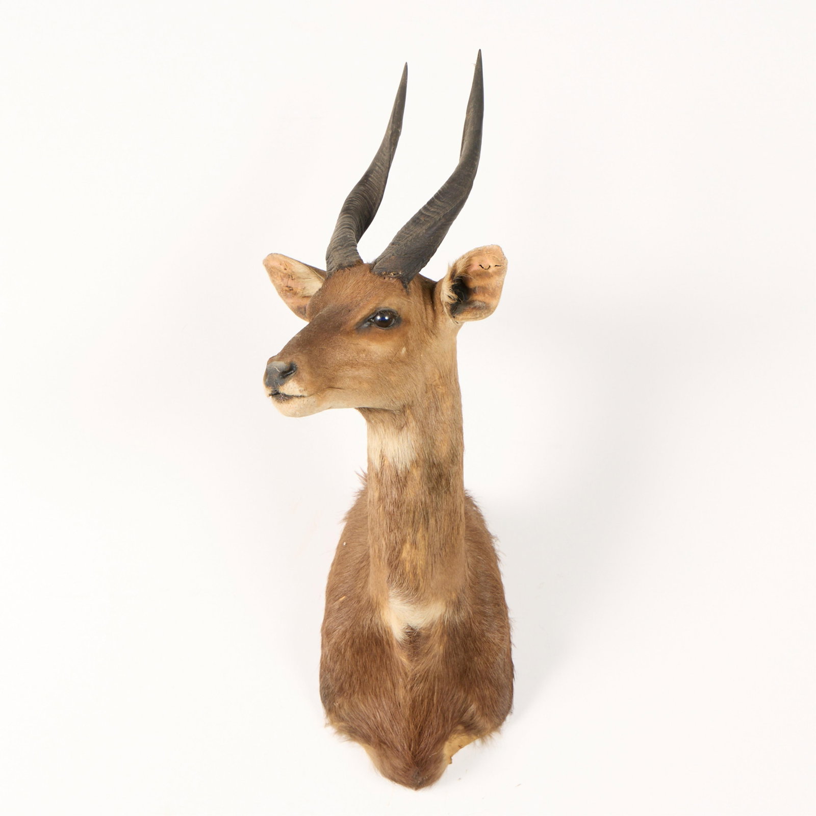 African Cape Bushbuck Shoulder Mount Taxidermy (1 of 5)