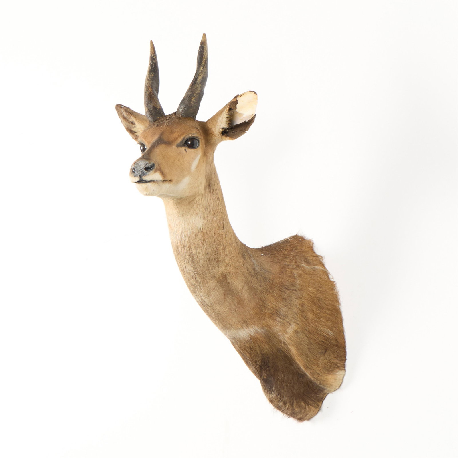 Harnessed Bushbuck Shoulder Mount (1 of 6)