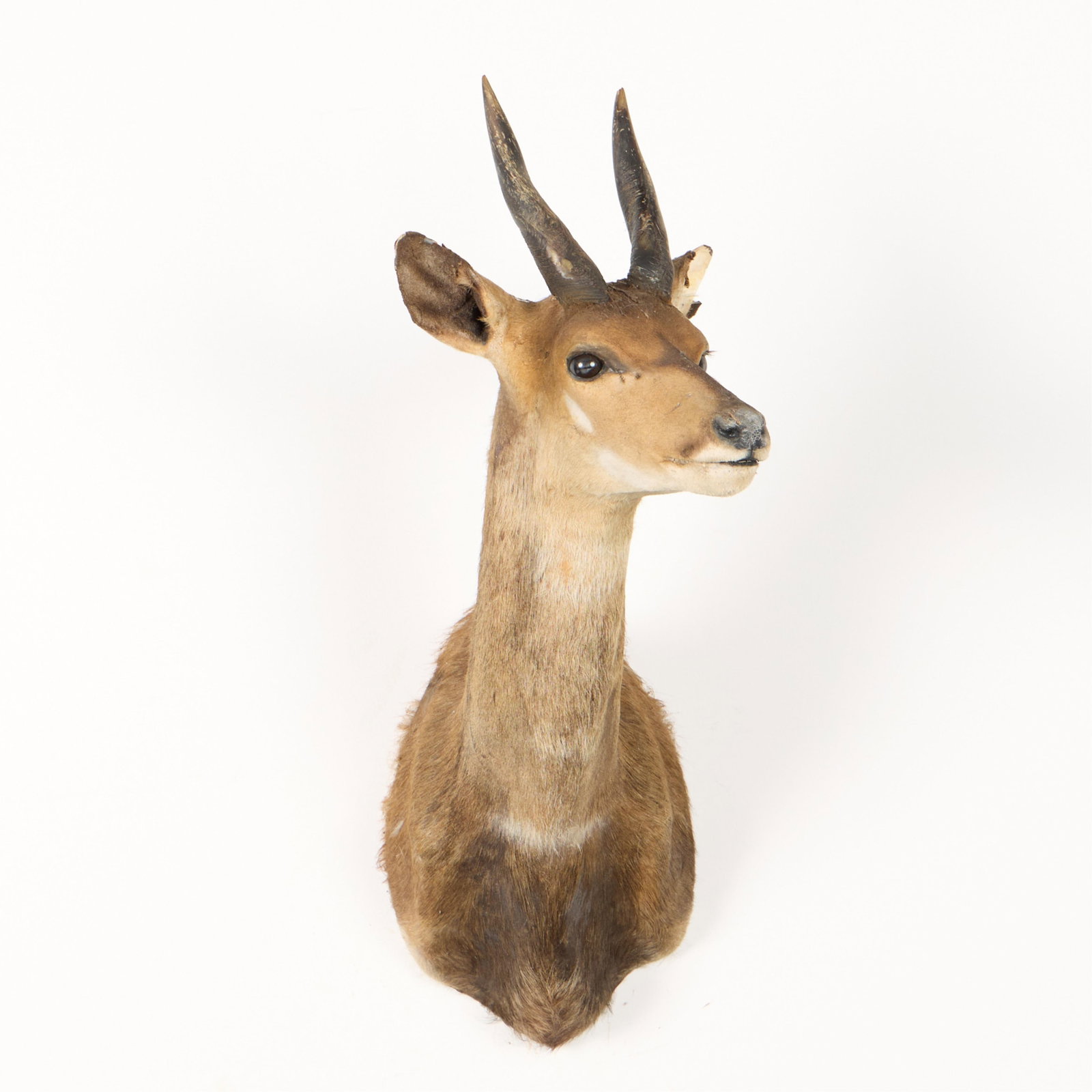Harnessed Bushbuck Shoulder Mount - 2