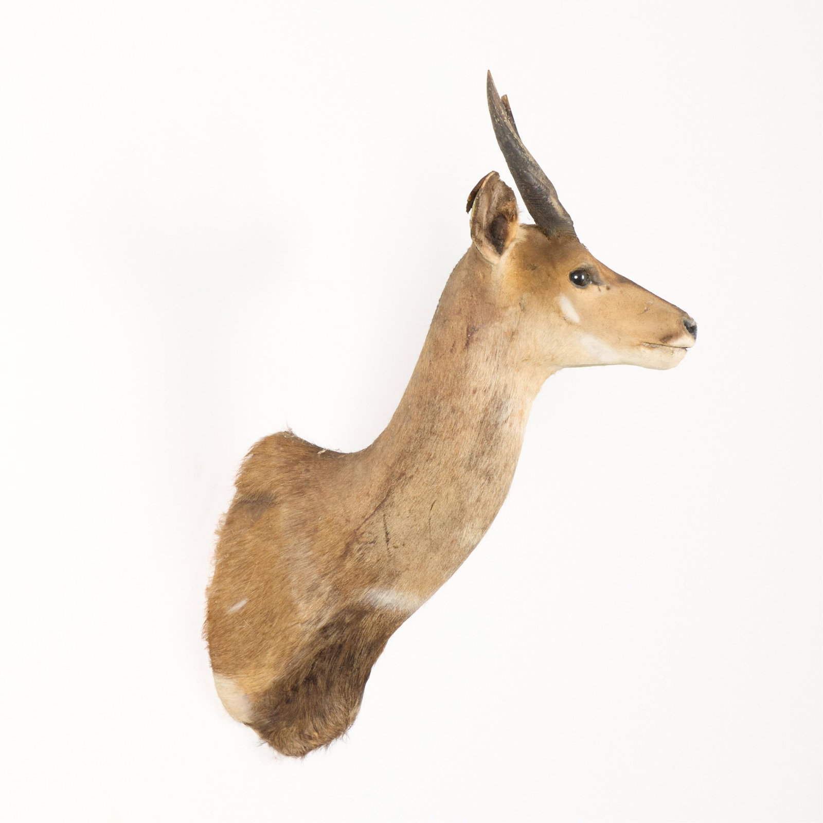 Harnessed Bushbuck Shoulder Mount - 3