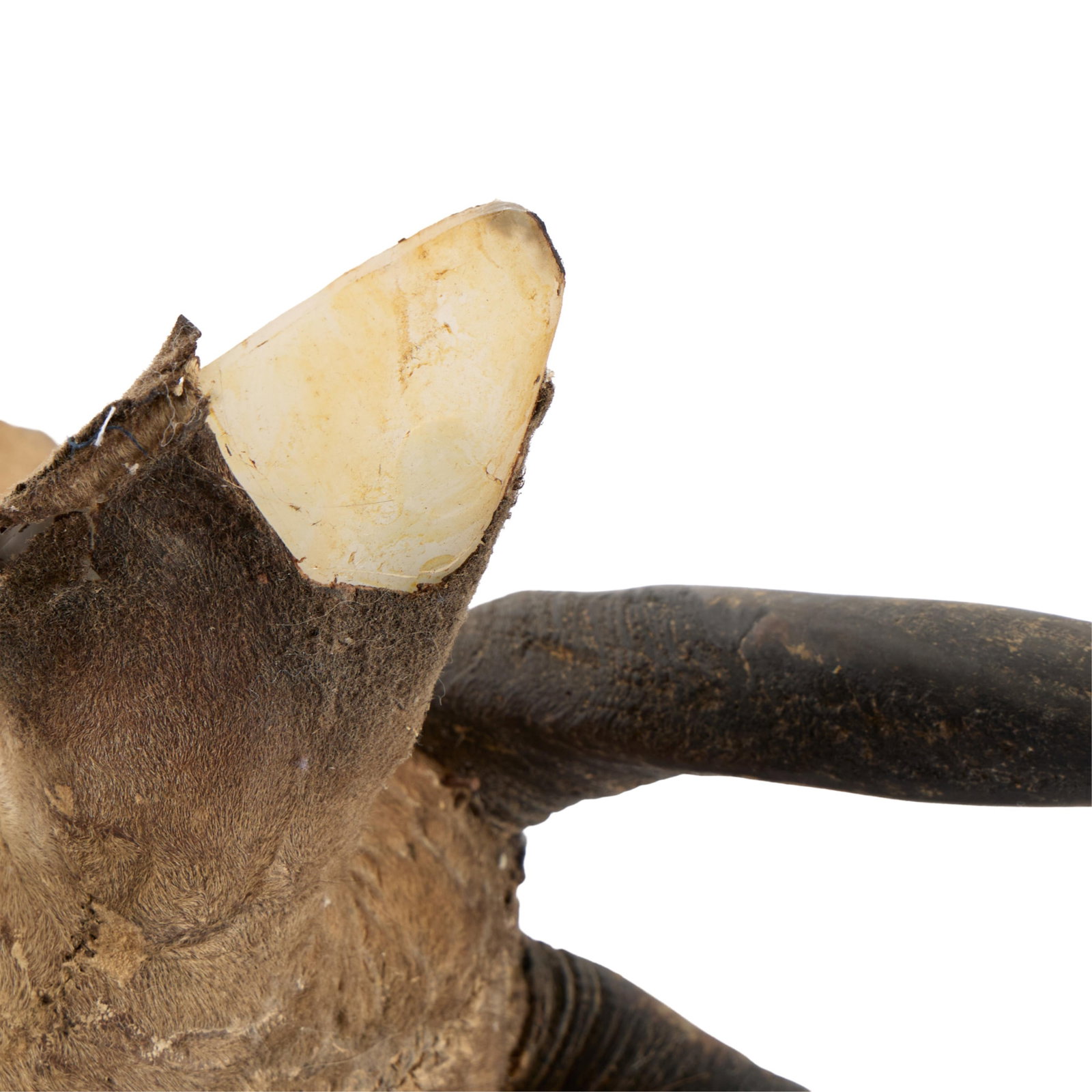 Harnessed Bushbuck Shoulder Mount - 4