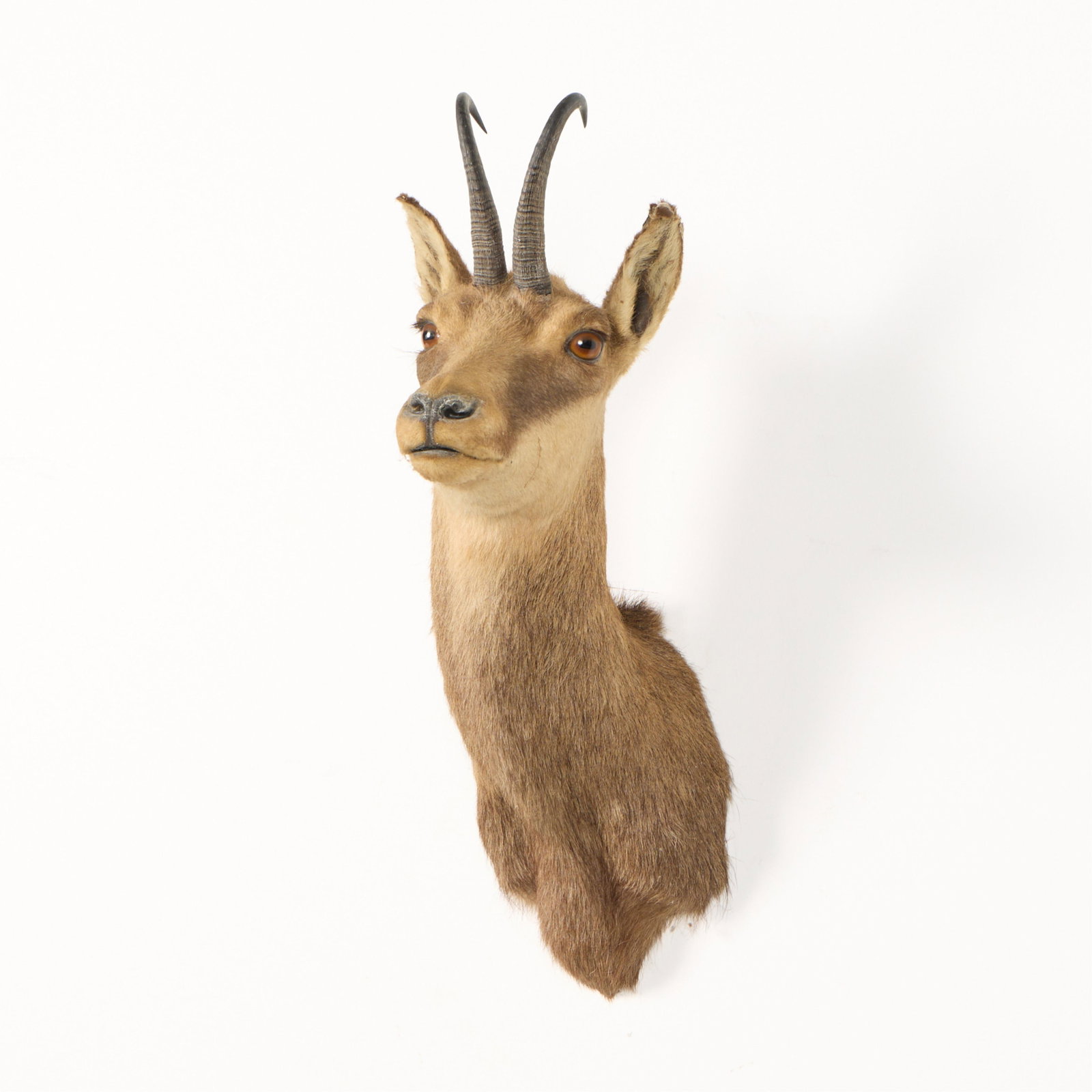 Chamois Shoulder Mount Taxidermy - 2