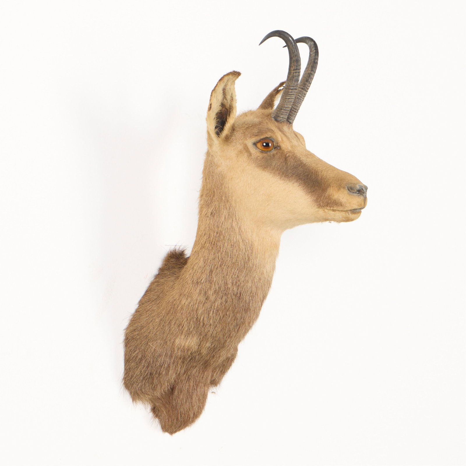 Chamois Shoulder Mount Taxidermy - 3