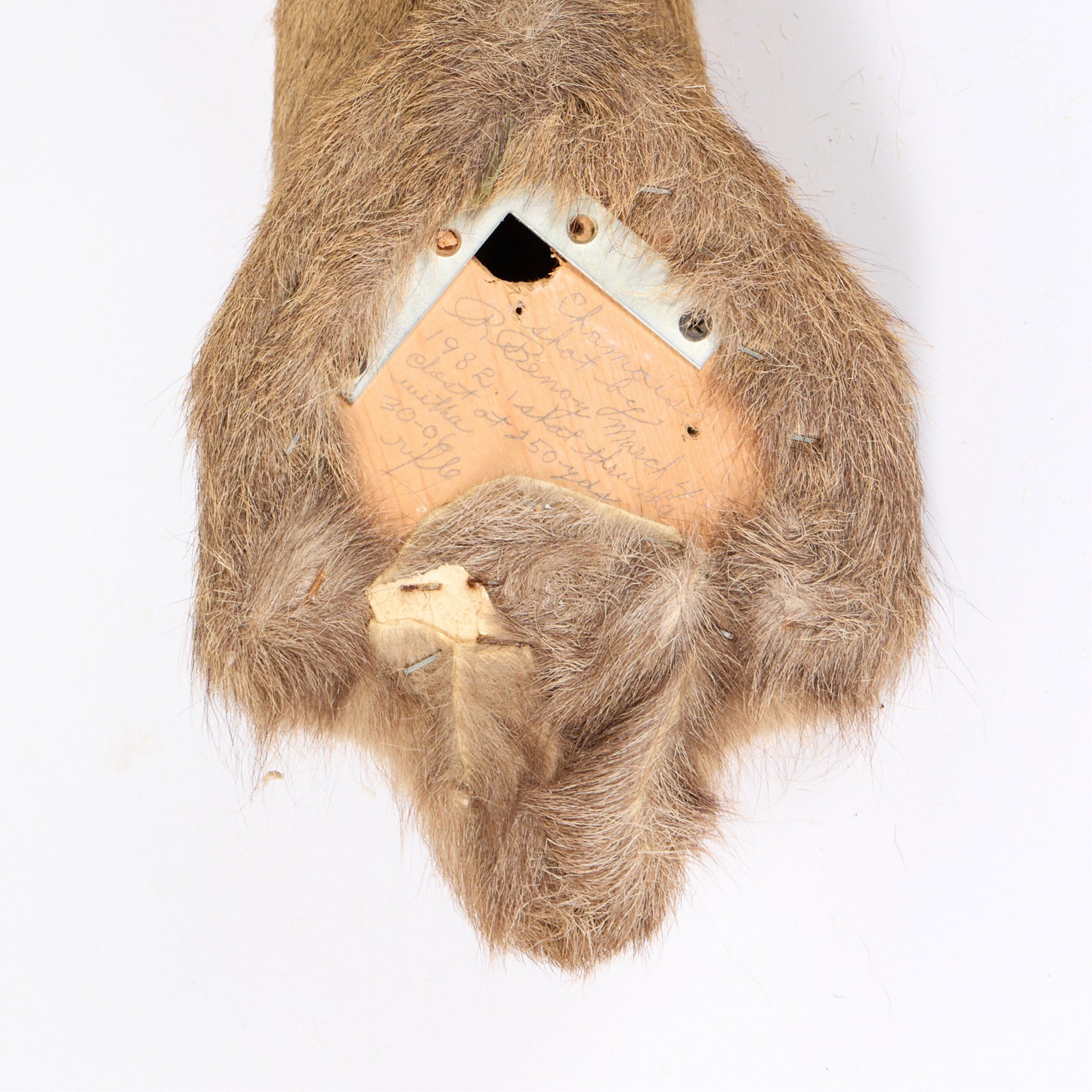 Chamois Shoulder Mount Taxidermy - 4