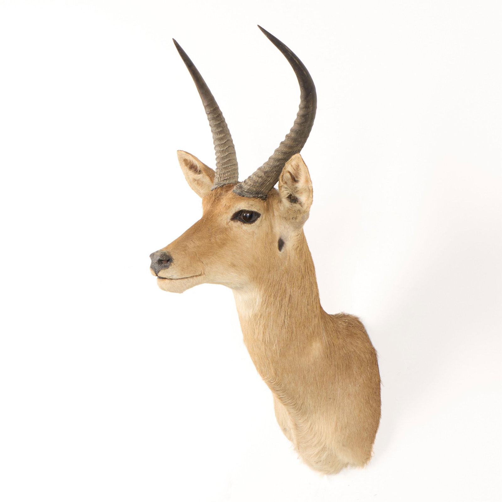 Reed Buck Shoulder Mount Taxidermy (1 of 4)
