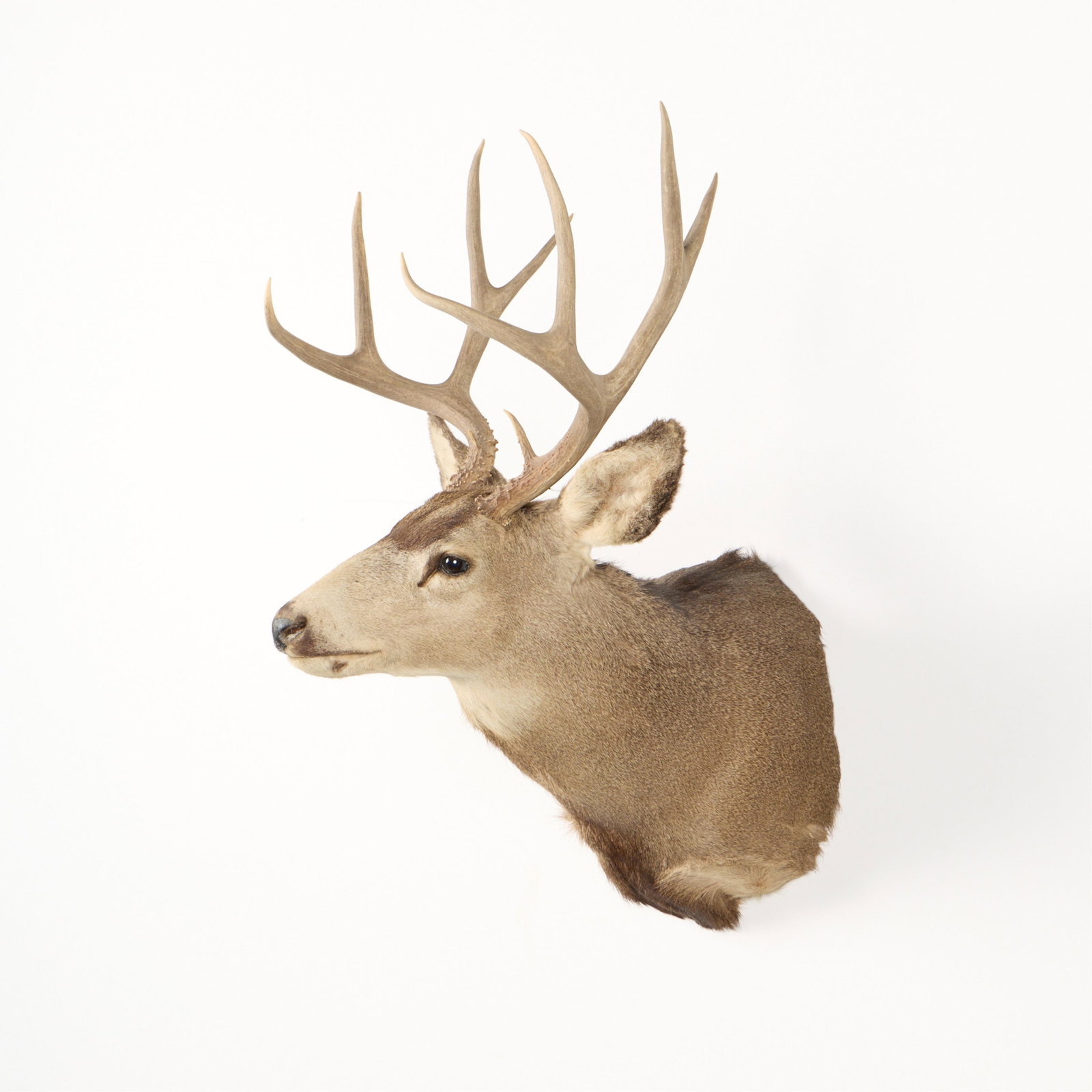 9-Point Mule Deer Shoulder Mount - 2