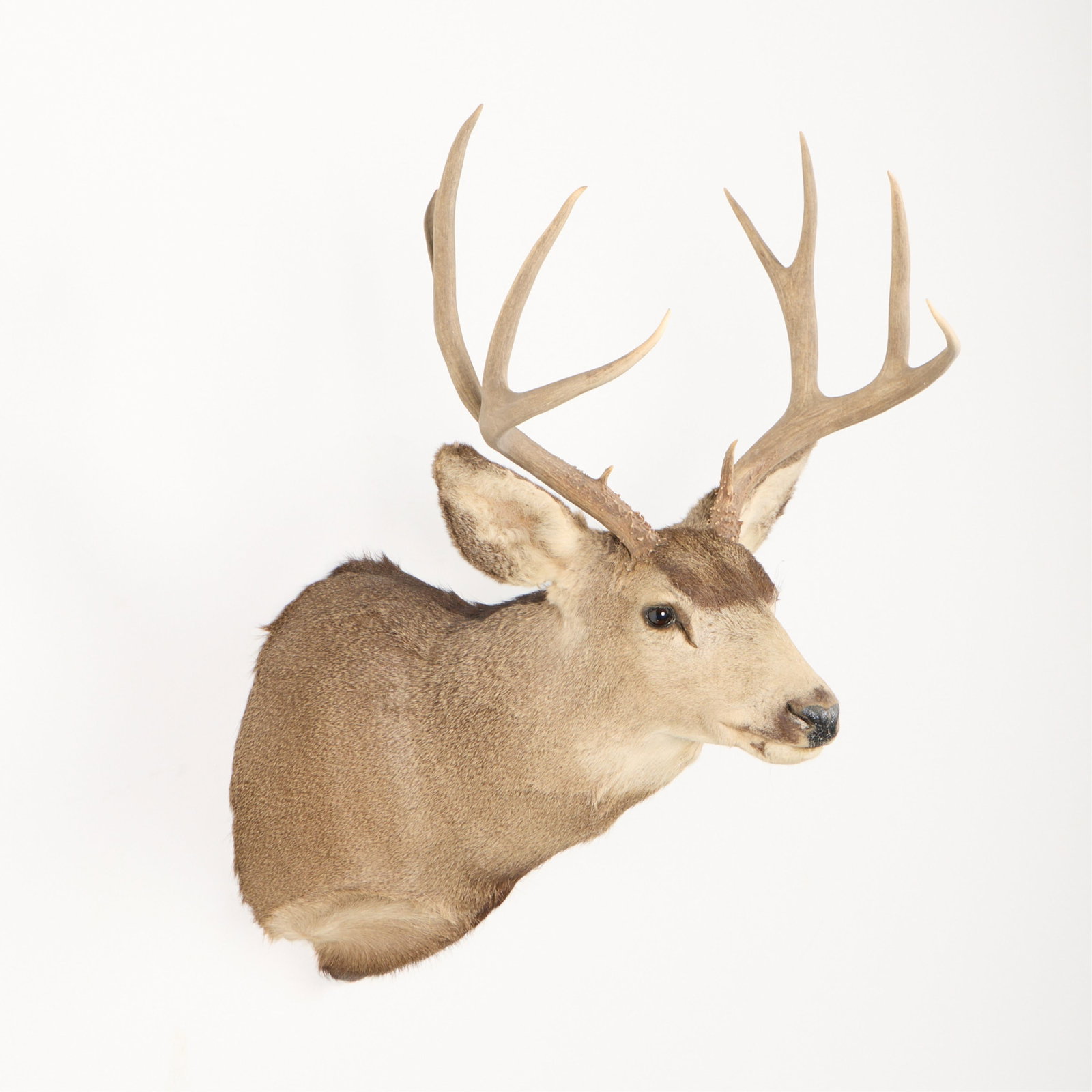9-Point Mule Deer Shoulder Mount - 3