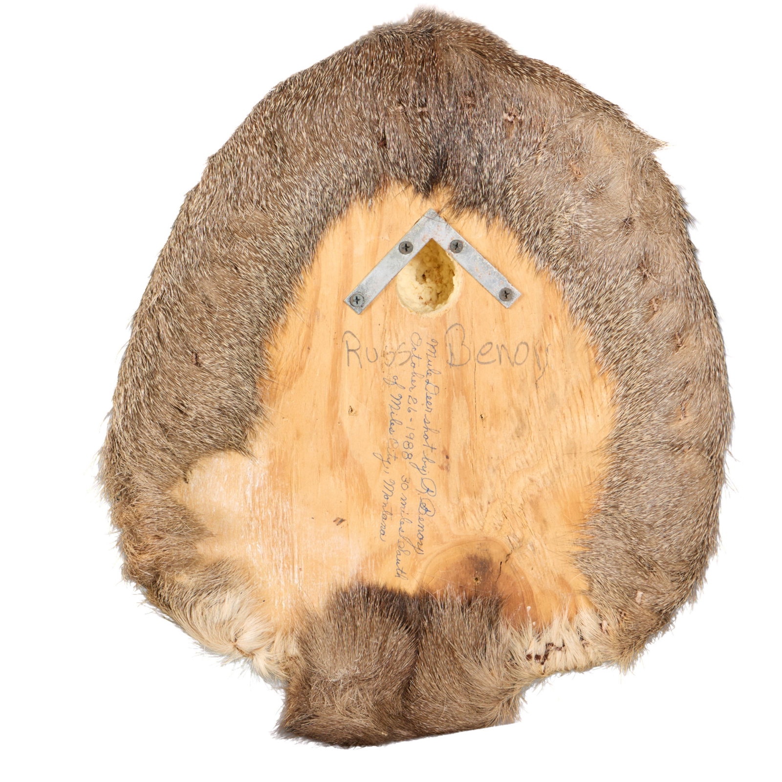 9-Point Mule Deer Shoulder Mount - 4