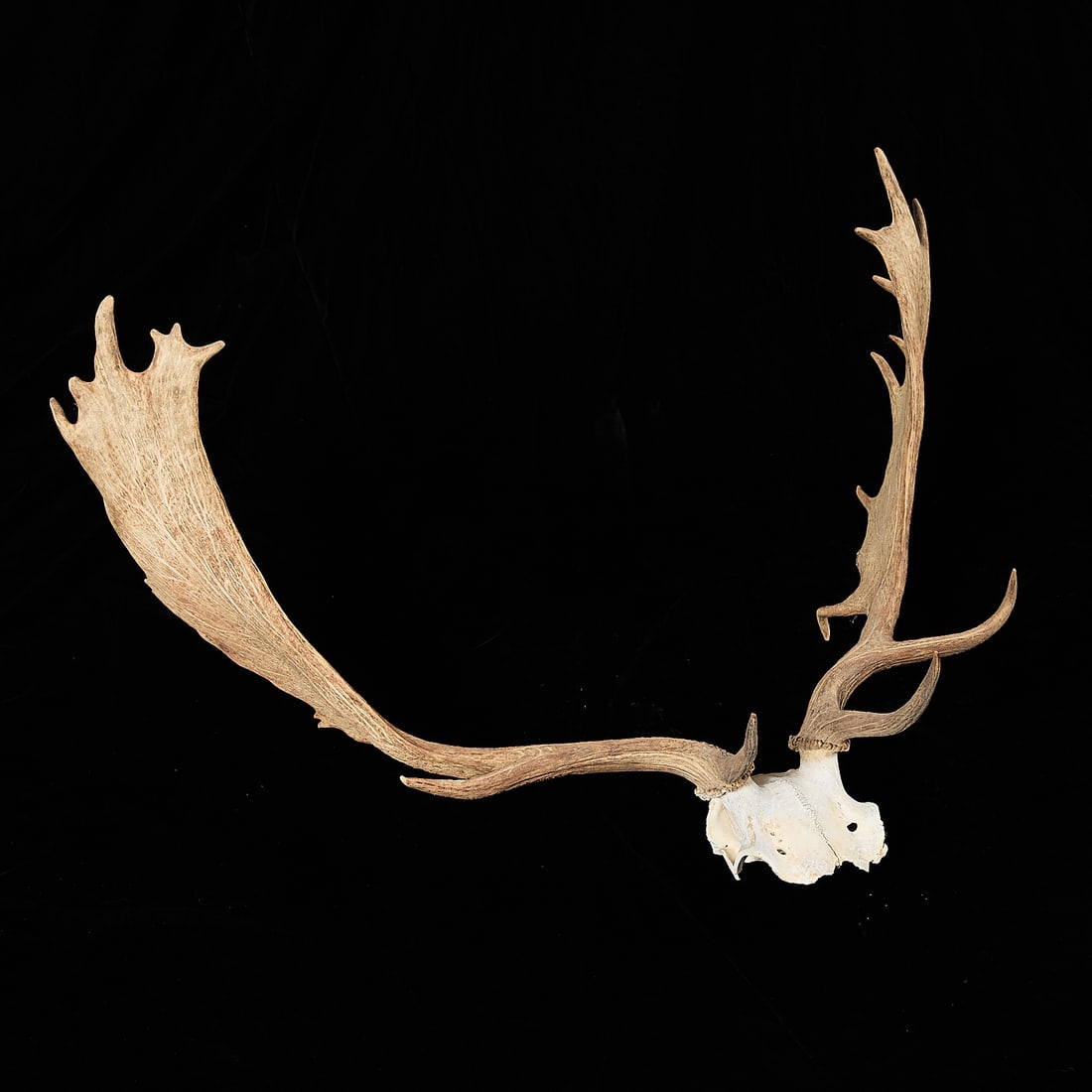 Caribou Antlers - 2