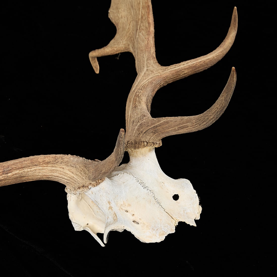 Caribou Antlers - 3