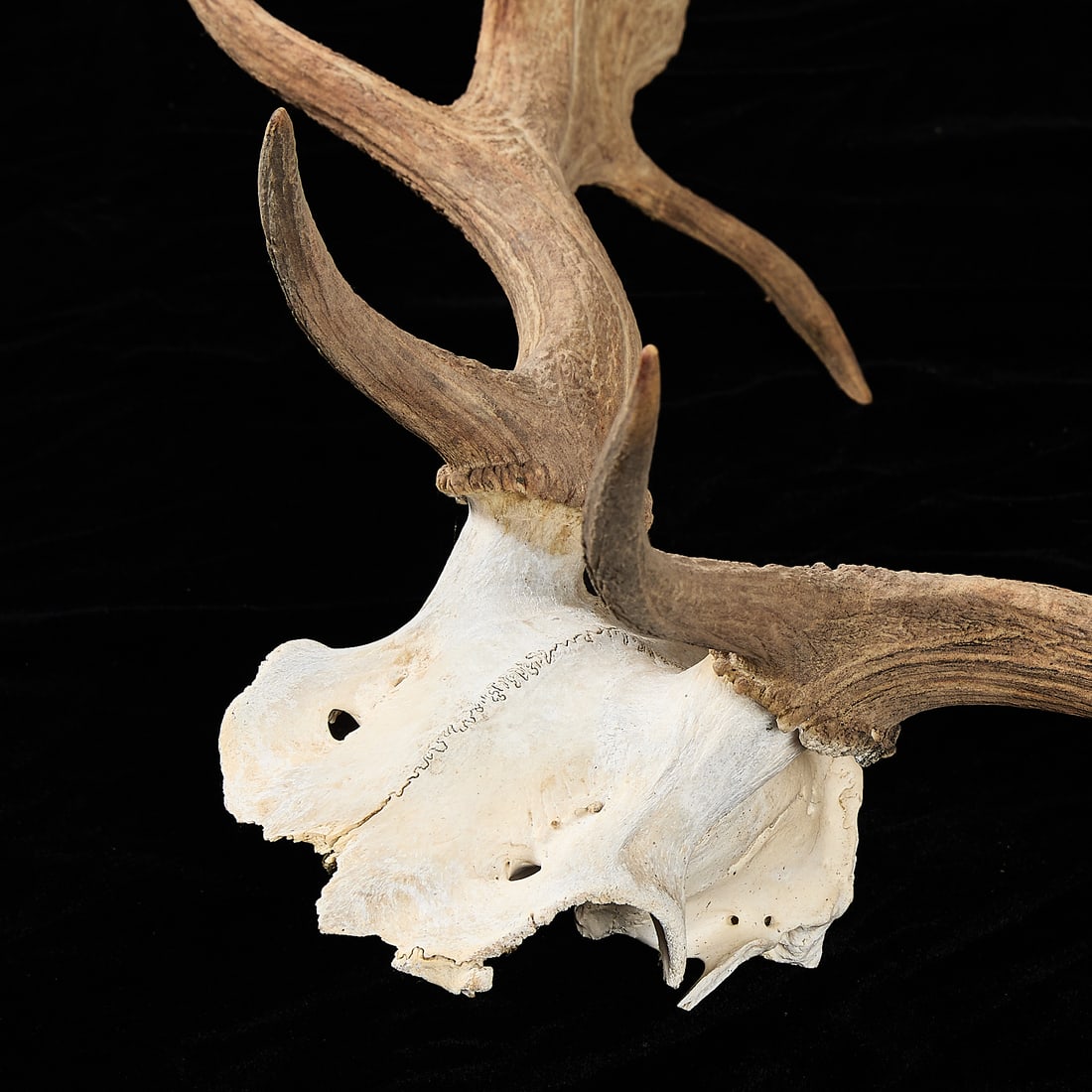Caribou Antlers - 4