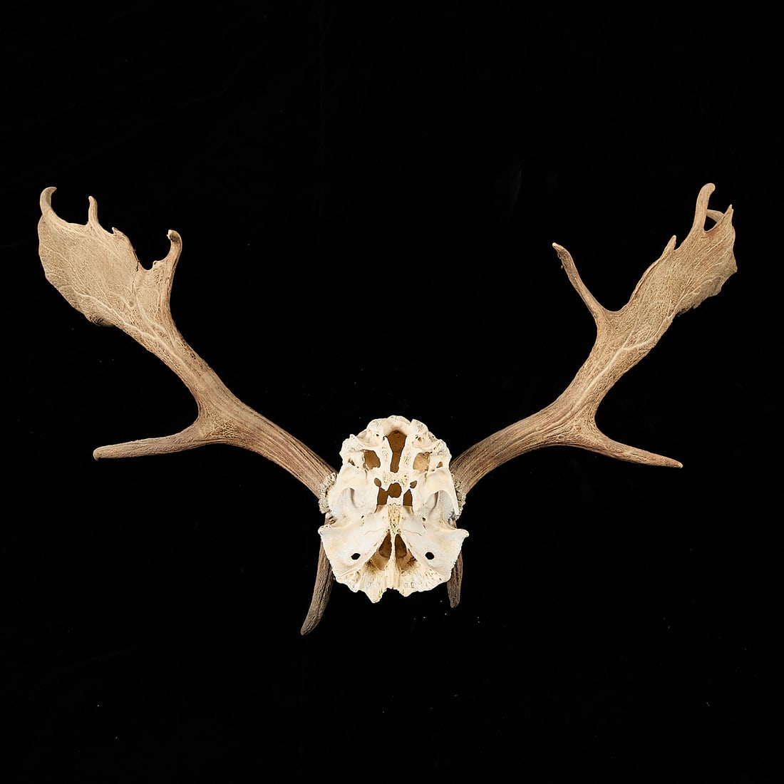 Caribou Antlers - 5
