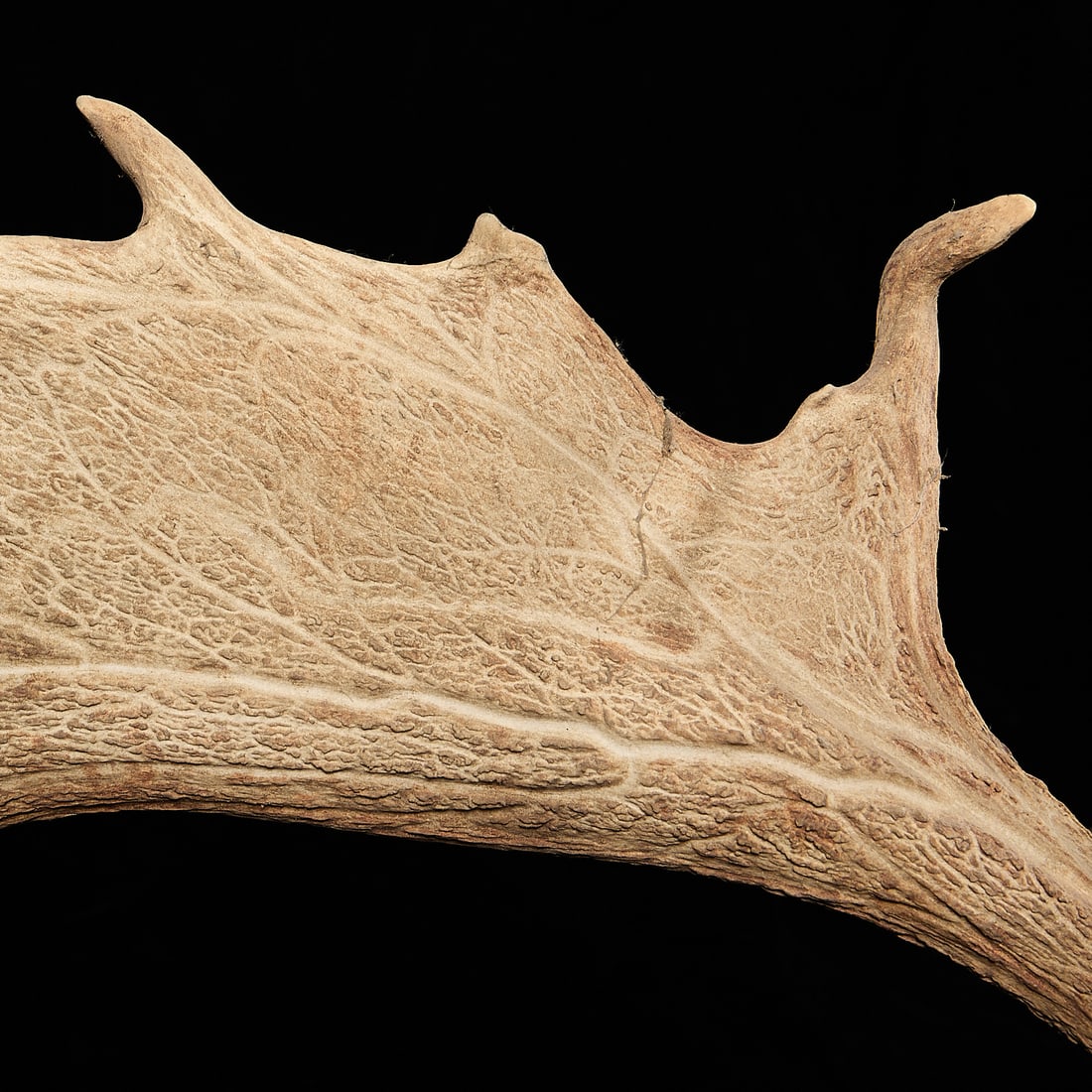 Caribou Antlers - 6