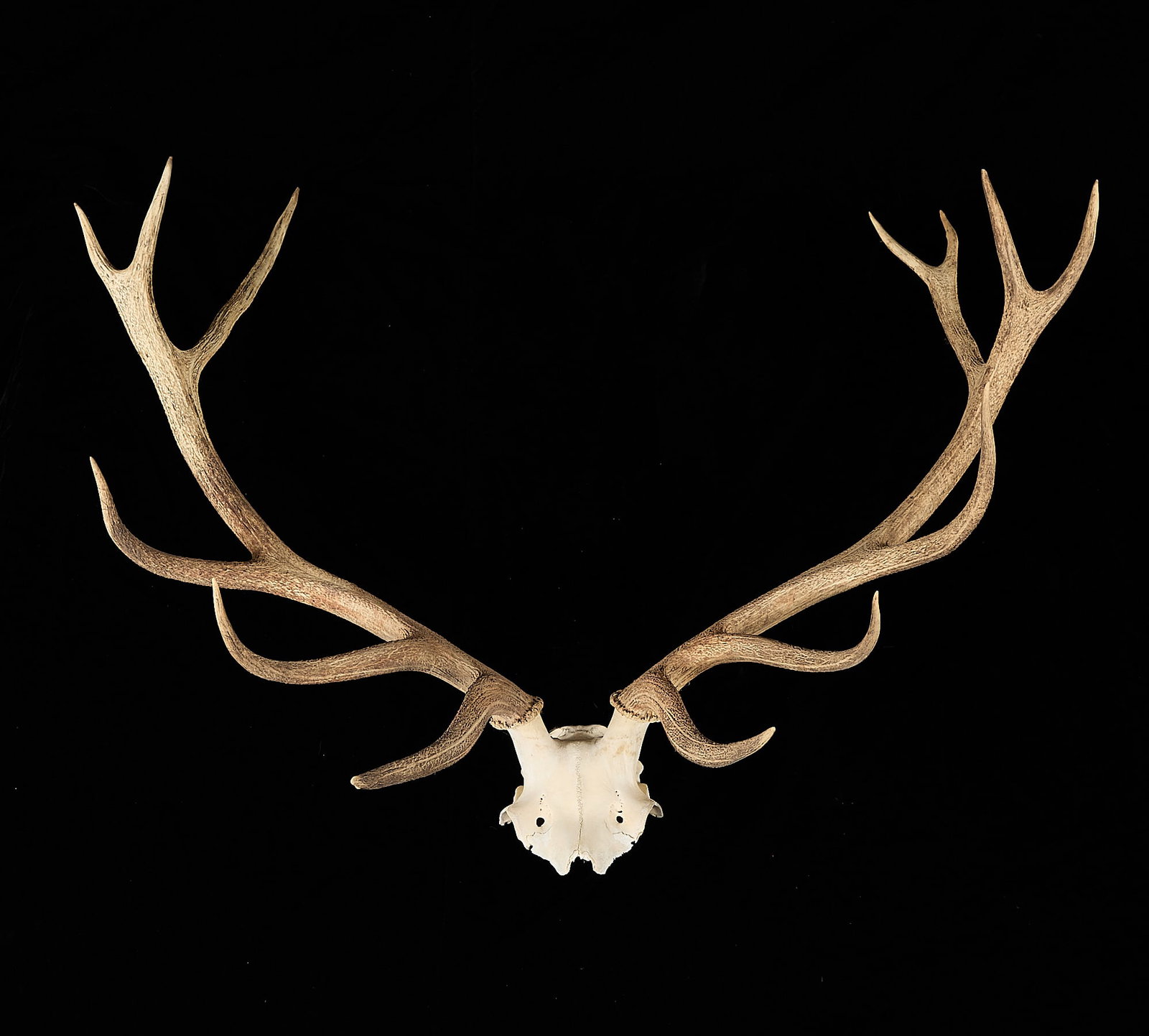 6x7 Elk Antler Rack - 2