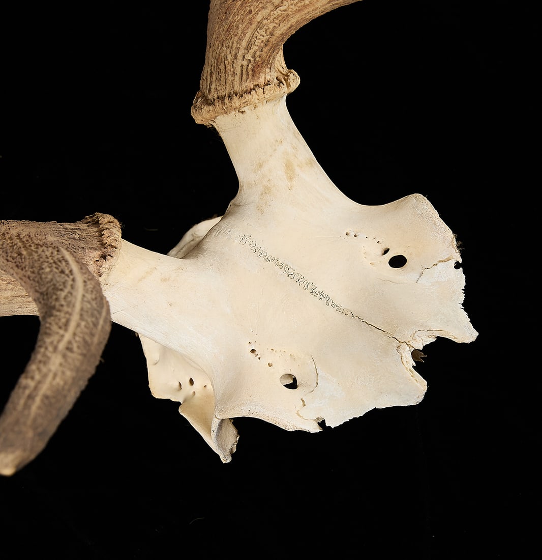6x7 Elk Antler Rack - 3