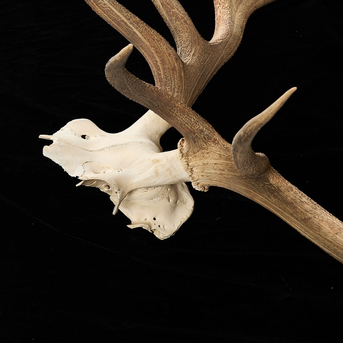 6x7 Elk Antler Rack - 4