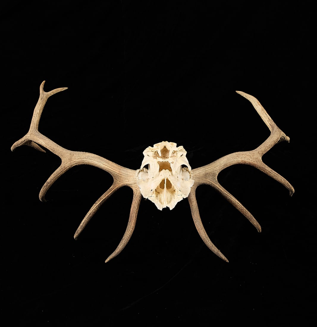 6x7 Elk Antler Rack - 5