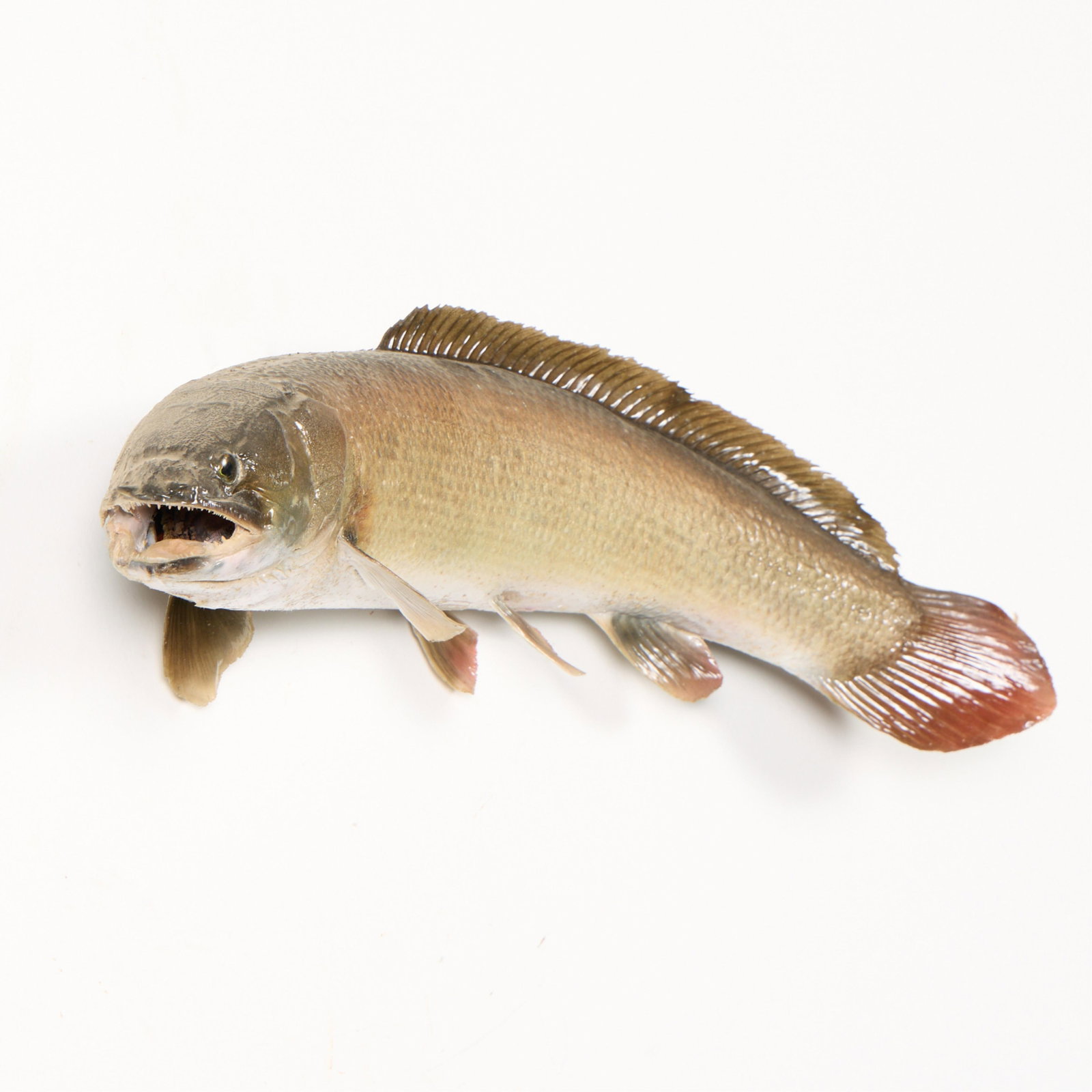 Bowfin Fish Taxidermy Wall Mount - 2