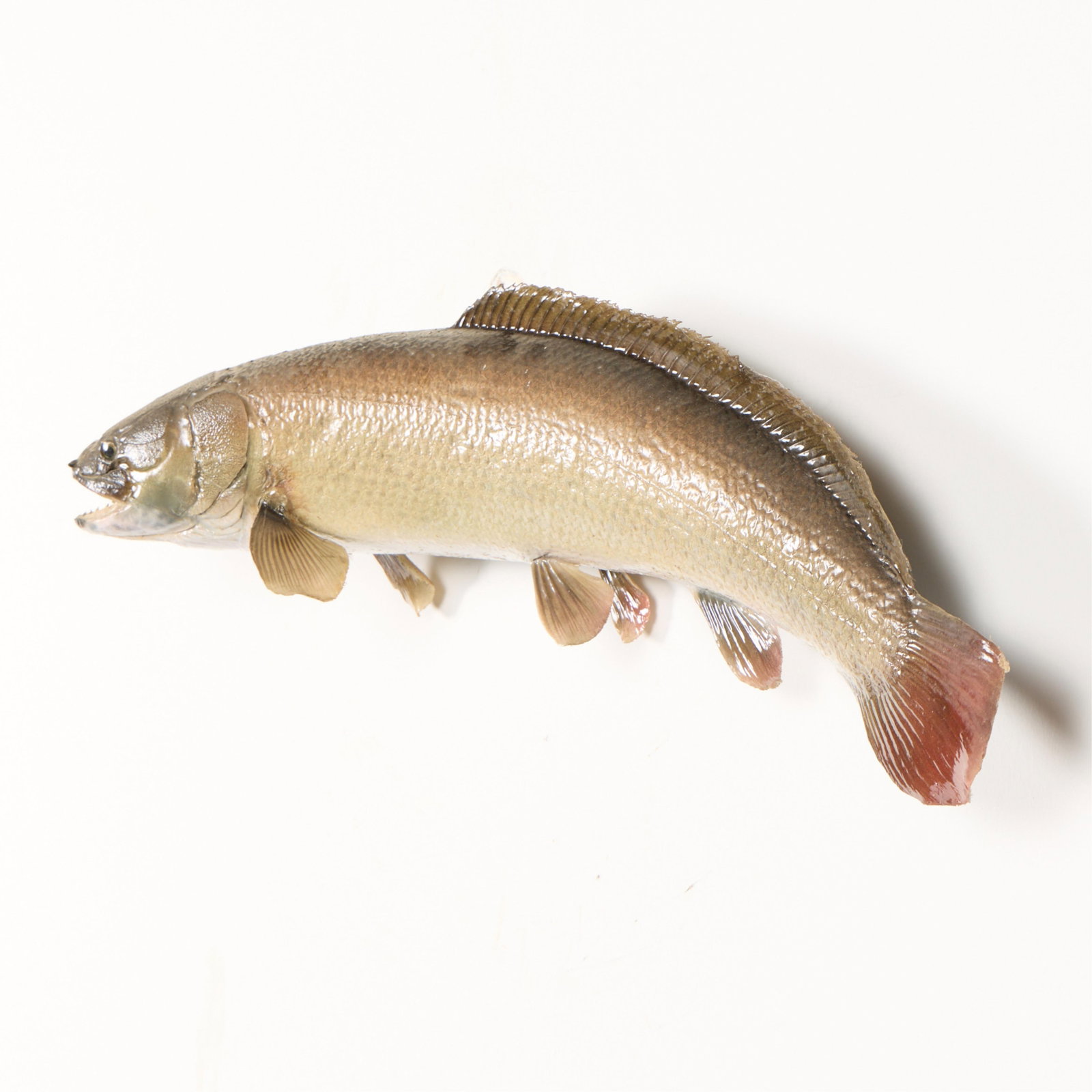 Bowfin Fish Taxidermy Wall Mount - 3