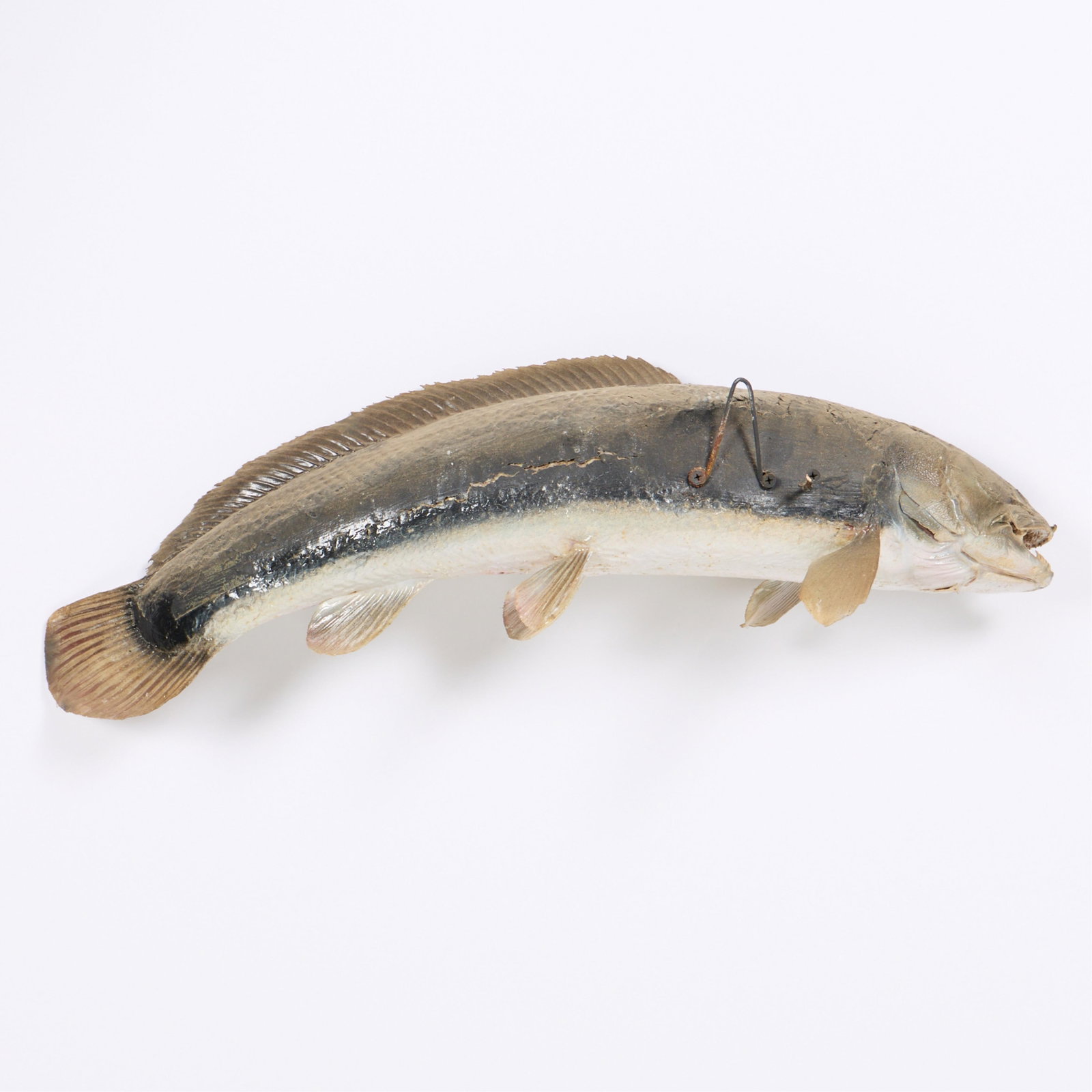 Bowfin Fish Taxidermy Wall Mount - 4