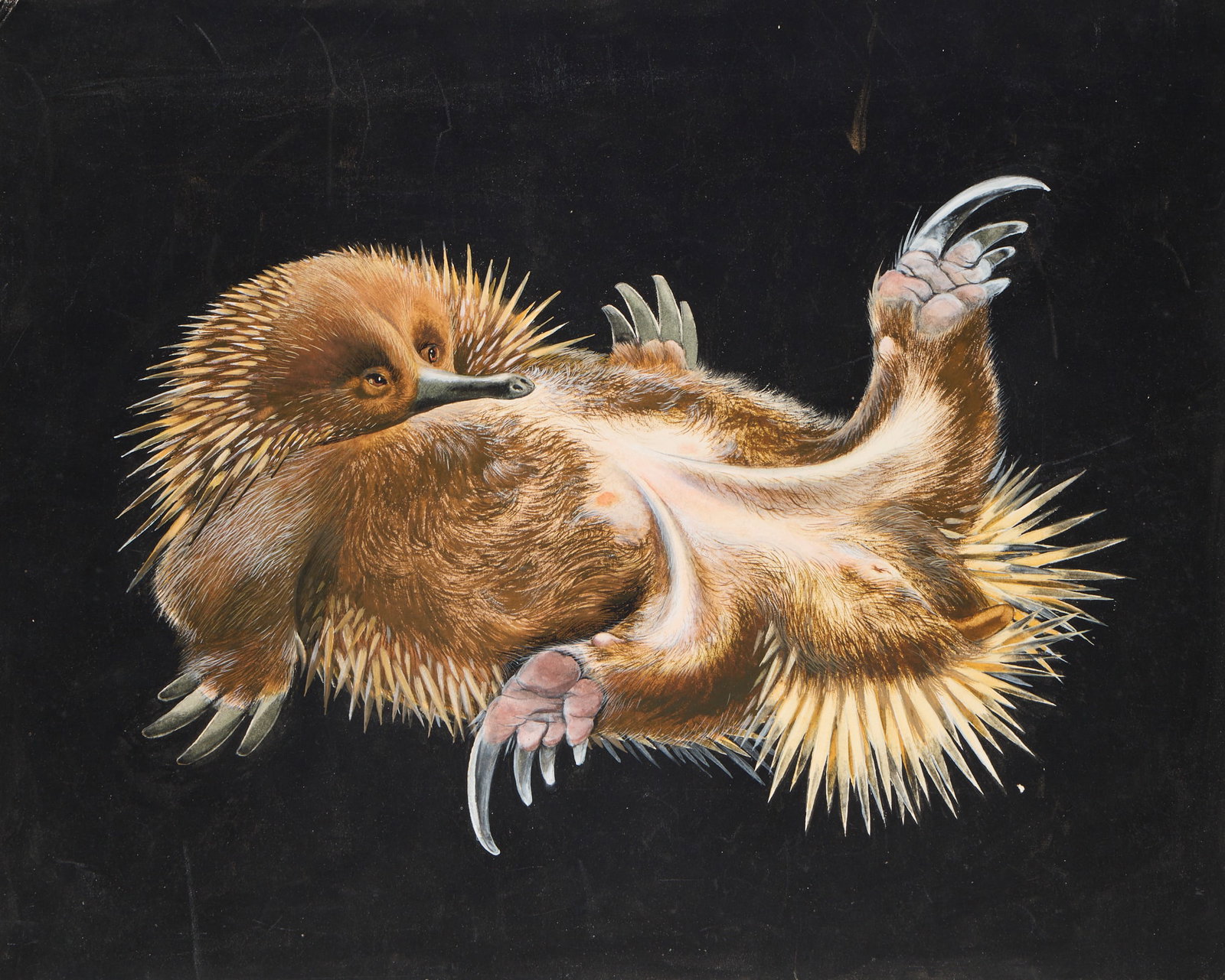 Margaret Senior "Wild Life" Painting: Mixed media on panel painting depicting an overturned Echidna. Signed along the verso. Senior was an Australian wildlife artist. Height: 11 1/4 in x width: 14 in.