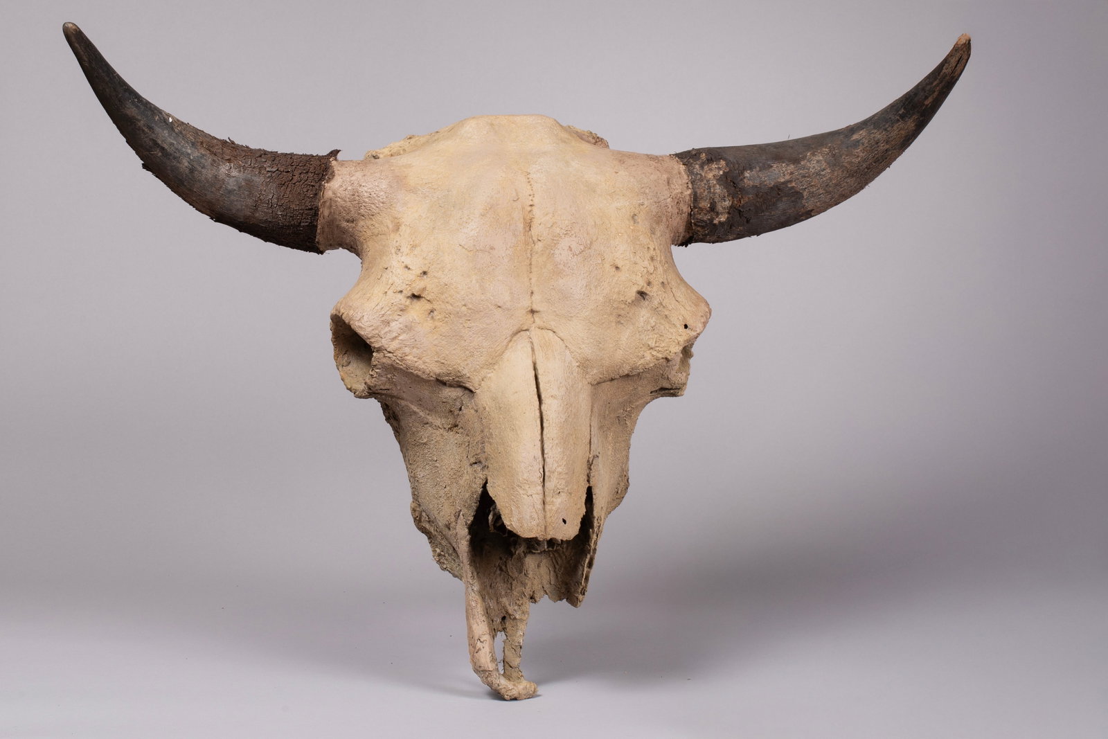 Bison Skull by artist Bill Freeman: Fabulous recreation of an American Buffalo or "Bison". Intricate detail of an American Classic that roamed the Great Plains for thousands of years. Great for decoration. Horns measure 31" tip to tip. 