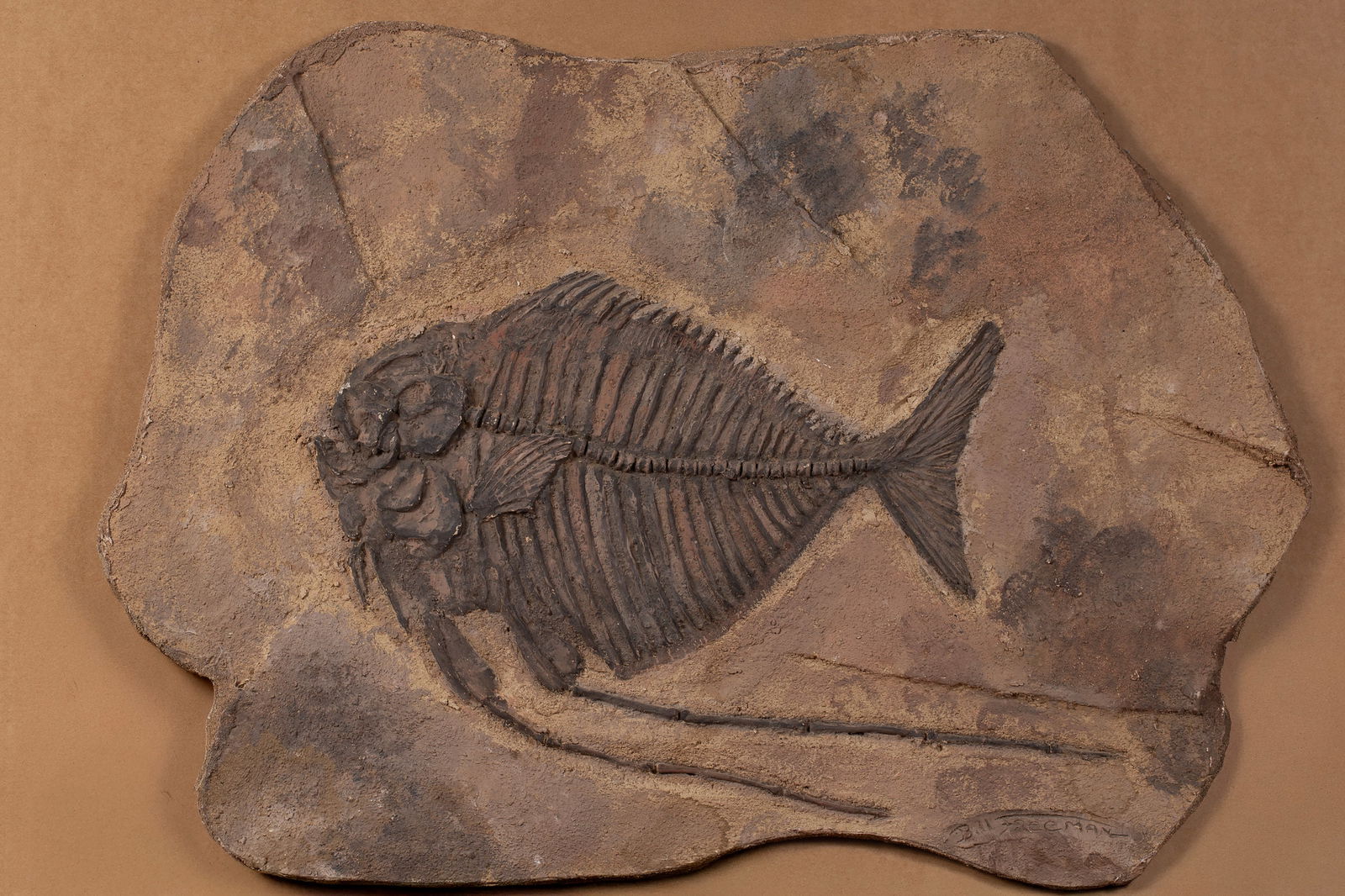 Bill Freeman Faux Fish Fossil with Fangs 22.5" x 31.5": Wonderfully recreated prehistoric fish fossil. Possibly a Stethacanthus. Completely recreated by Bill Freeman 22 1/2"H x 13 21/2"W