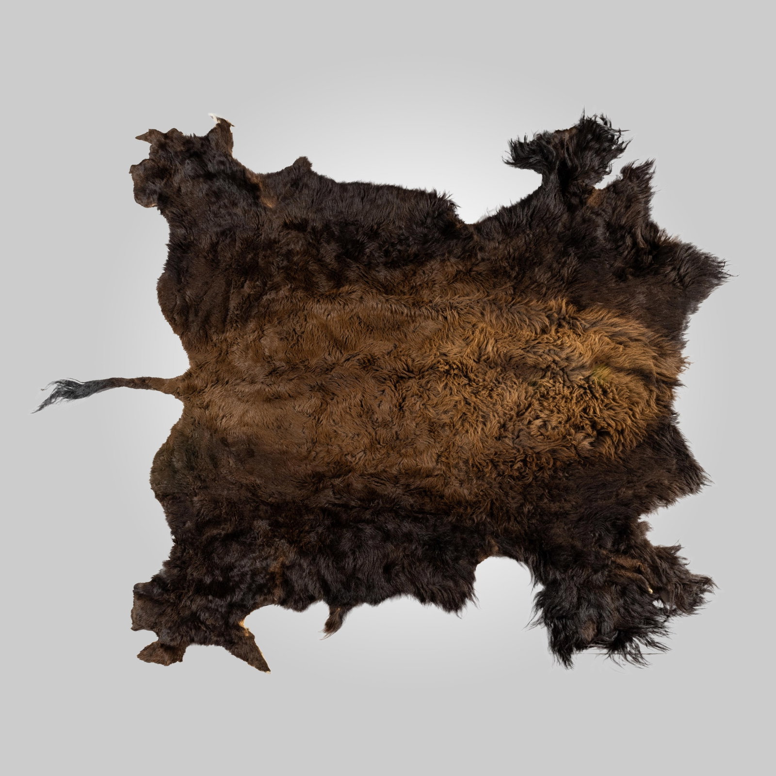 Large American Bison Hide Rug: A generously sized North American bison hide rug, expertly tanned to preserve its natural beauty and rugged texture. The rug showcases a deep, dense winter coat featuring rich chocolate brown tones. T
