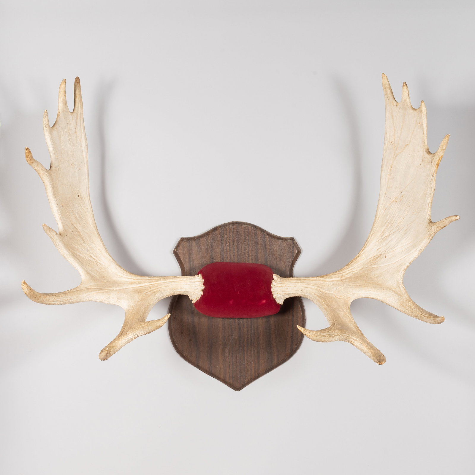 Vintage Mounted Moose Antlers on Plaque (1 of 3)