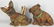 Two Early Composite Dogs