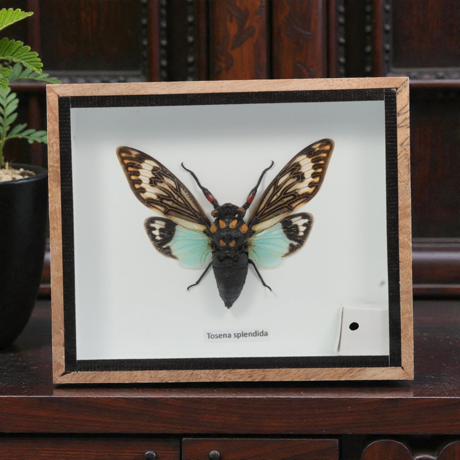 Framed Tosena splendida - Blue Cicada Specimen Display, 21ZN (1 of 1)