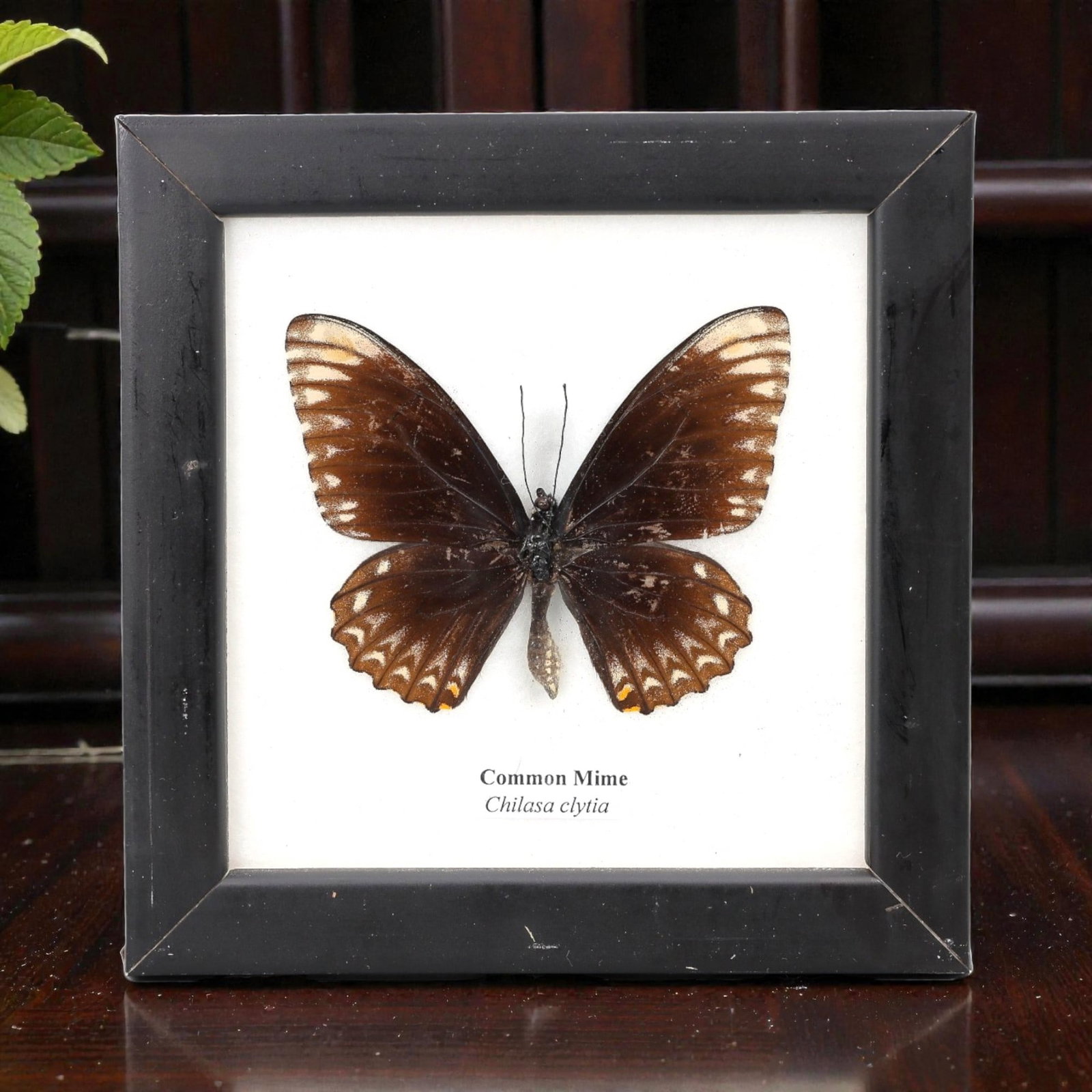Framed Common Mime - Chilasa clytia Specimen Display, 4ZN: This framed display features a single preserved Common Mime (Chilasa clytia), characterized by its dark brown wings with pale white marginal markings and small orange accents on the hindwings, mimicki