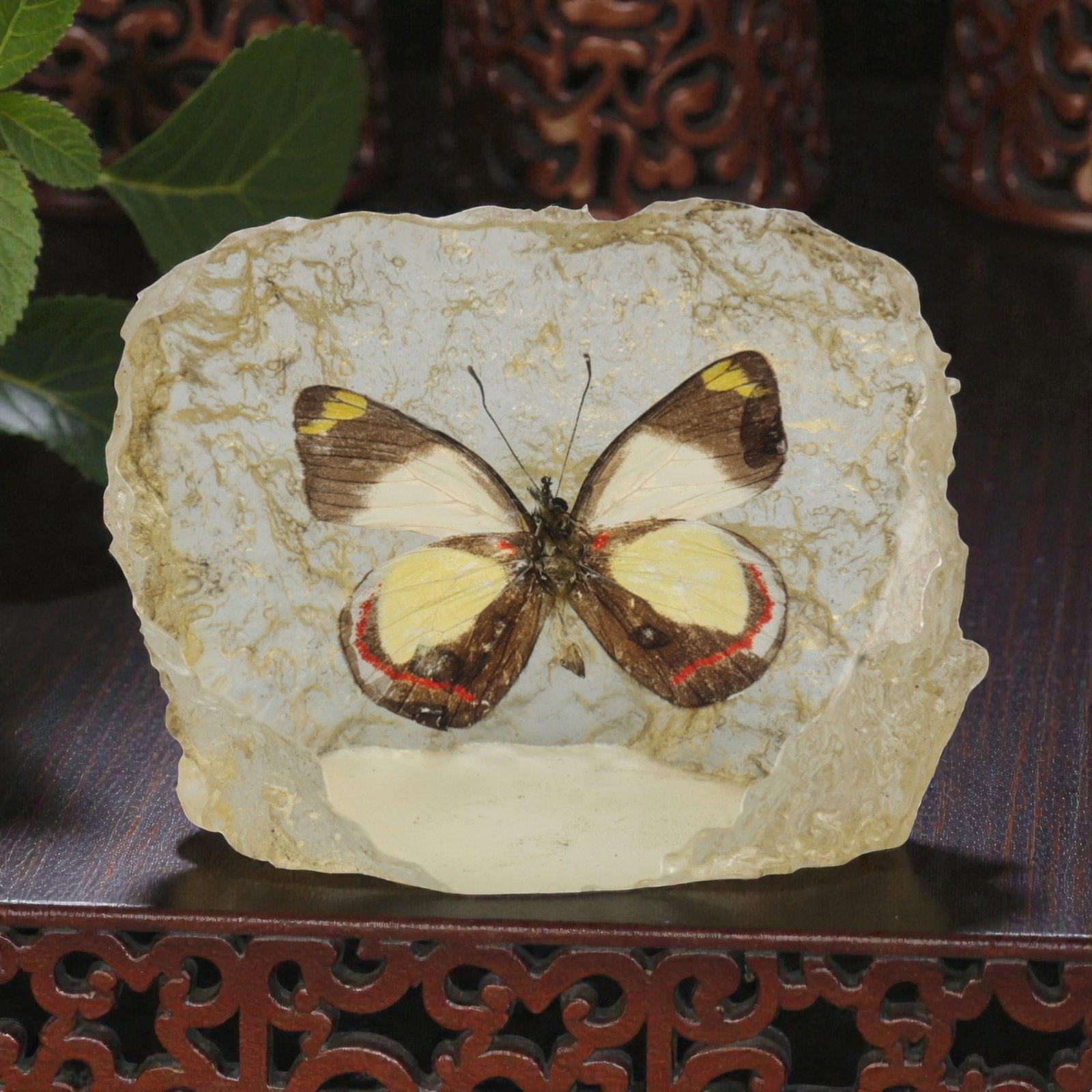 Resin-Encased Butterfly Specimen - Decorative Display, 25ZN: This decorative piece features a butterfly specimen encased in a translucent resin block with a naturally textured, irregular edge. The butterfly displays distinct wing patterns: white forewings with 