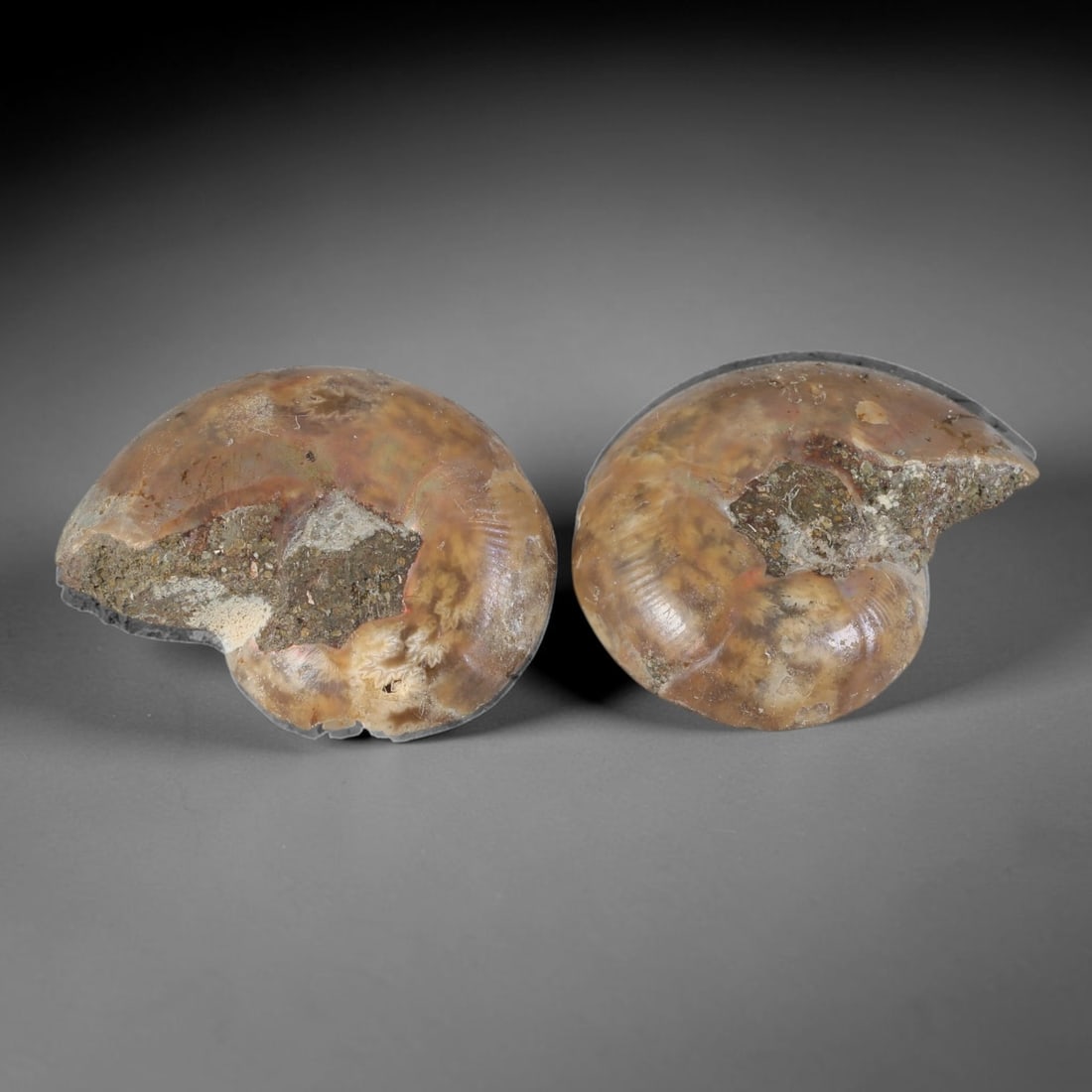 16.45 Carats Madagascan Ammonite Fossil Pair - Polished Specimen, 30XB (1 of 2)