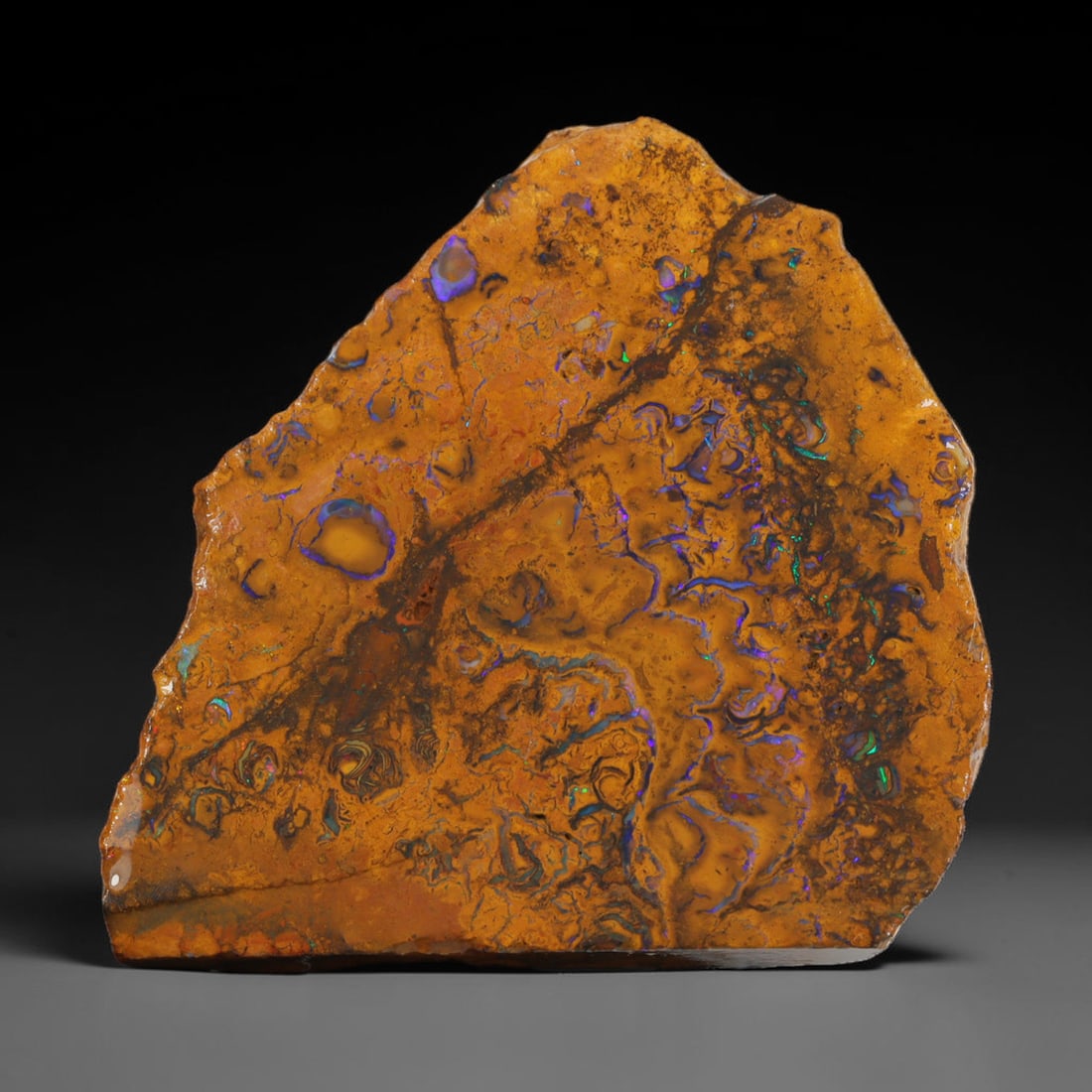 58.0ct Natural Australian Queensland Boulder Opal Sliced Slab Cutting Rough, 50AX: Natural sliced slab rough of Queensland boulder opal cutting grade, featuring rich color ironstone matrix with patterns. The face clearly reveals extensive opal veining and pocket formations running t