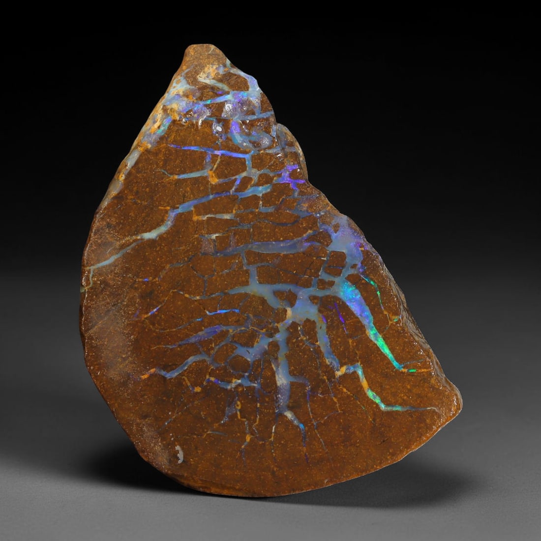 43.40ct Natural Australian Queensland Boulder Opal Sliced Slab Cutting Rough, 6YL: Natural sliced slab rough of Queensland boulder opal cutting grade, featuring rich color ironstone matrix with patterns. The face clearly reveals extensive opal veining and pocket formations running t
