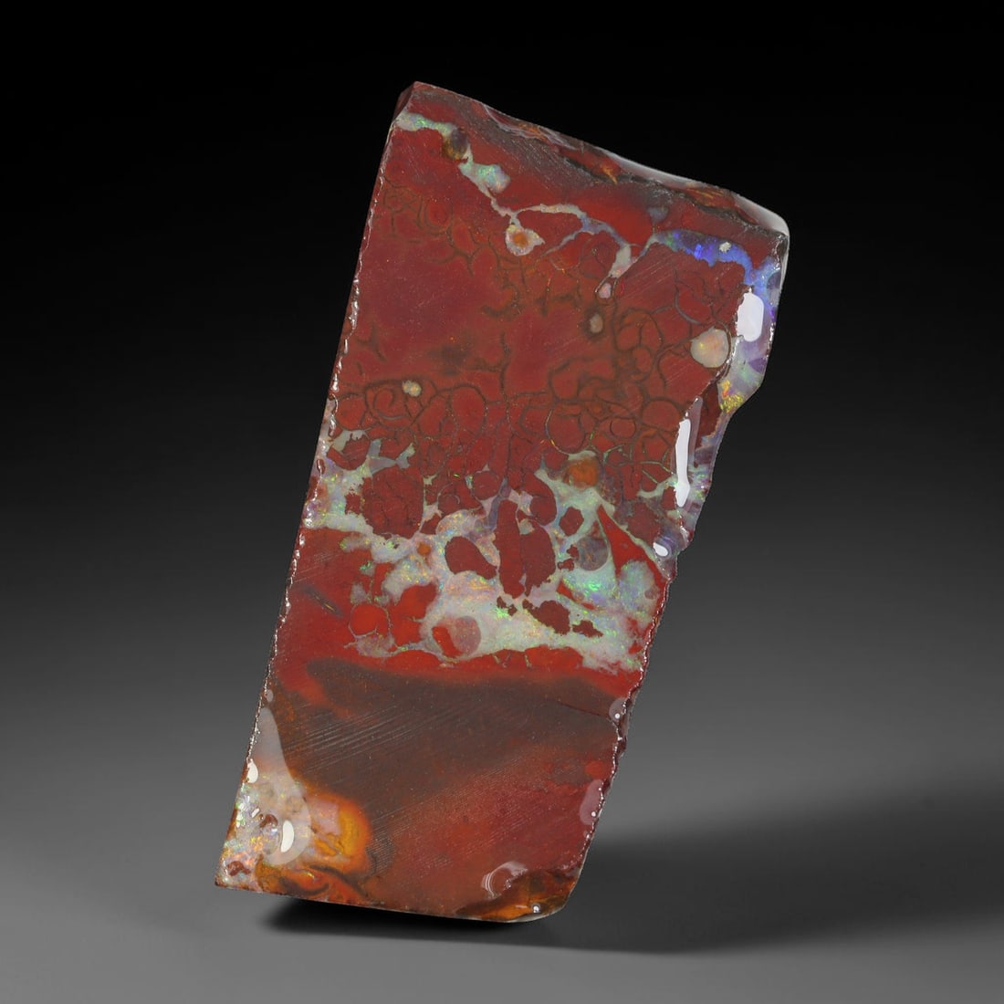 71.58ct Natural Australian Queensland Boulder Opal Sliced Slab Cutting Rough, 45YL: Natural sliced slab rough of Queensland boulder opal cutting grade, featuring rich color ironstone matrix with patterns. The face clearly reveals extensive opal veining and pocket formations running t