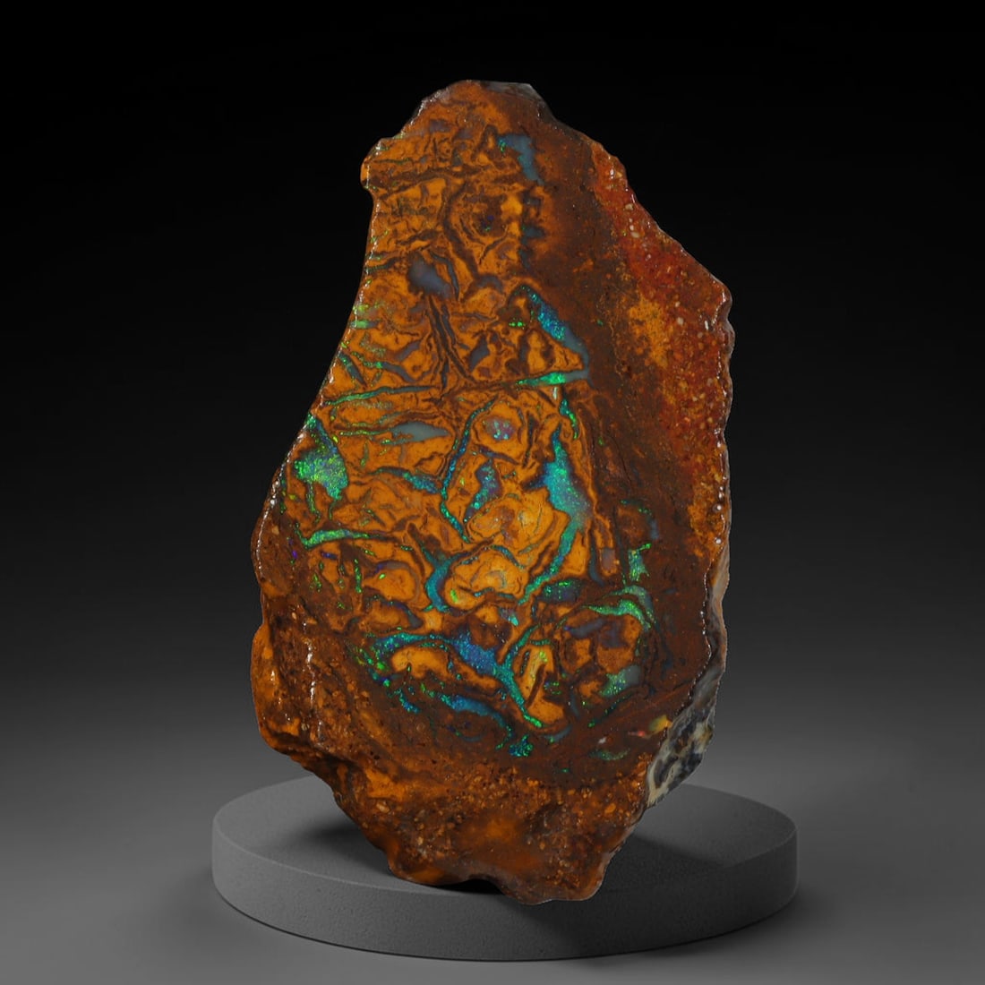 19.65ct Natural Australian Queensland Boulder Opal Sliced Slab Cutting Rough, 29YL: Natural sliced slab rough of Queensland boulder opal cutting grade, featuring rich color ironstone matrix with patterns. The face clearly reveals extensive opal veining and pocket formations running t