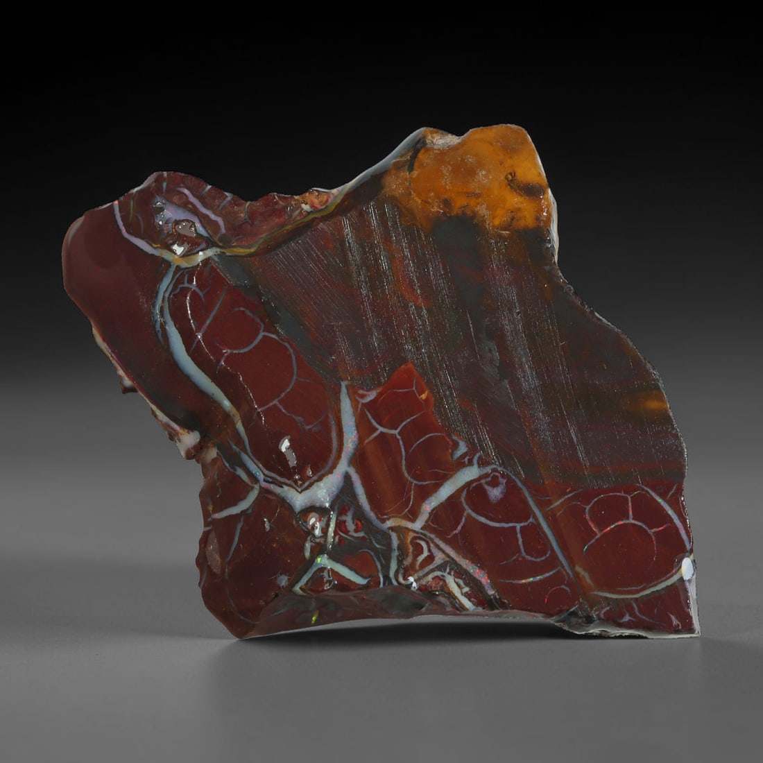 60.83ct Natural Australian Queensland Boulder Opal Sliced Slab Cutting Rough, 79AX: Natural sliced slab rough of Queensland boulder opal cutting grade, featuring rich color ironstone matrix with patterns. The face clearly reveals extensive opal veining and pocket formations running t