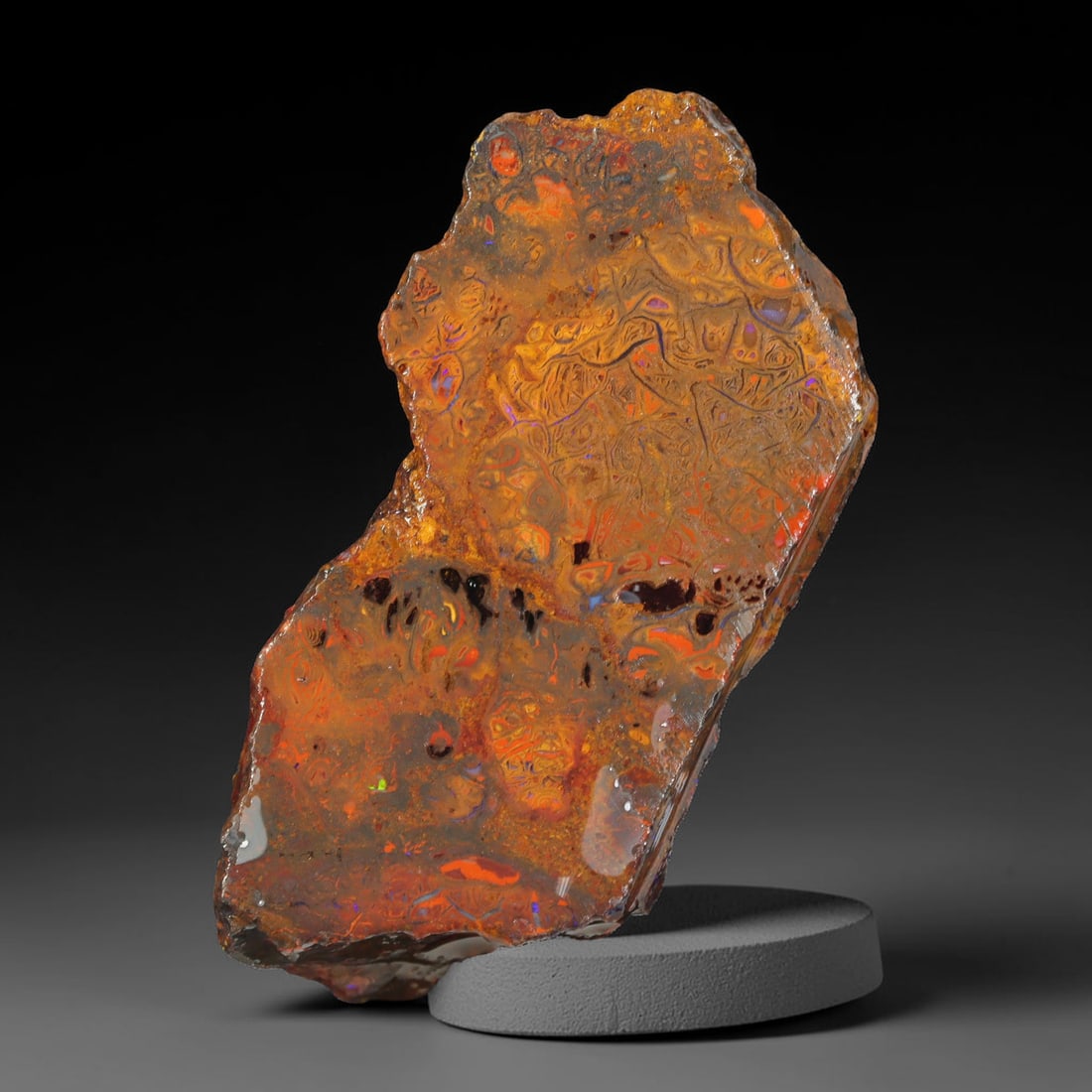 57.53ct Natural Australian Queensland Boulder Opal Sliced Slab Cutting Rough, 22YL: Natural sliced slab rough of Queensland boulder opal cutting grade, featuring rich color ironstone matrix with patterns. The face clearly reveals extensive opal veining and pocket formations running t
